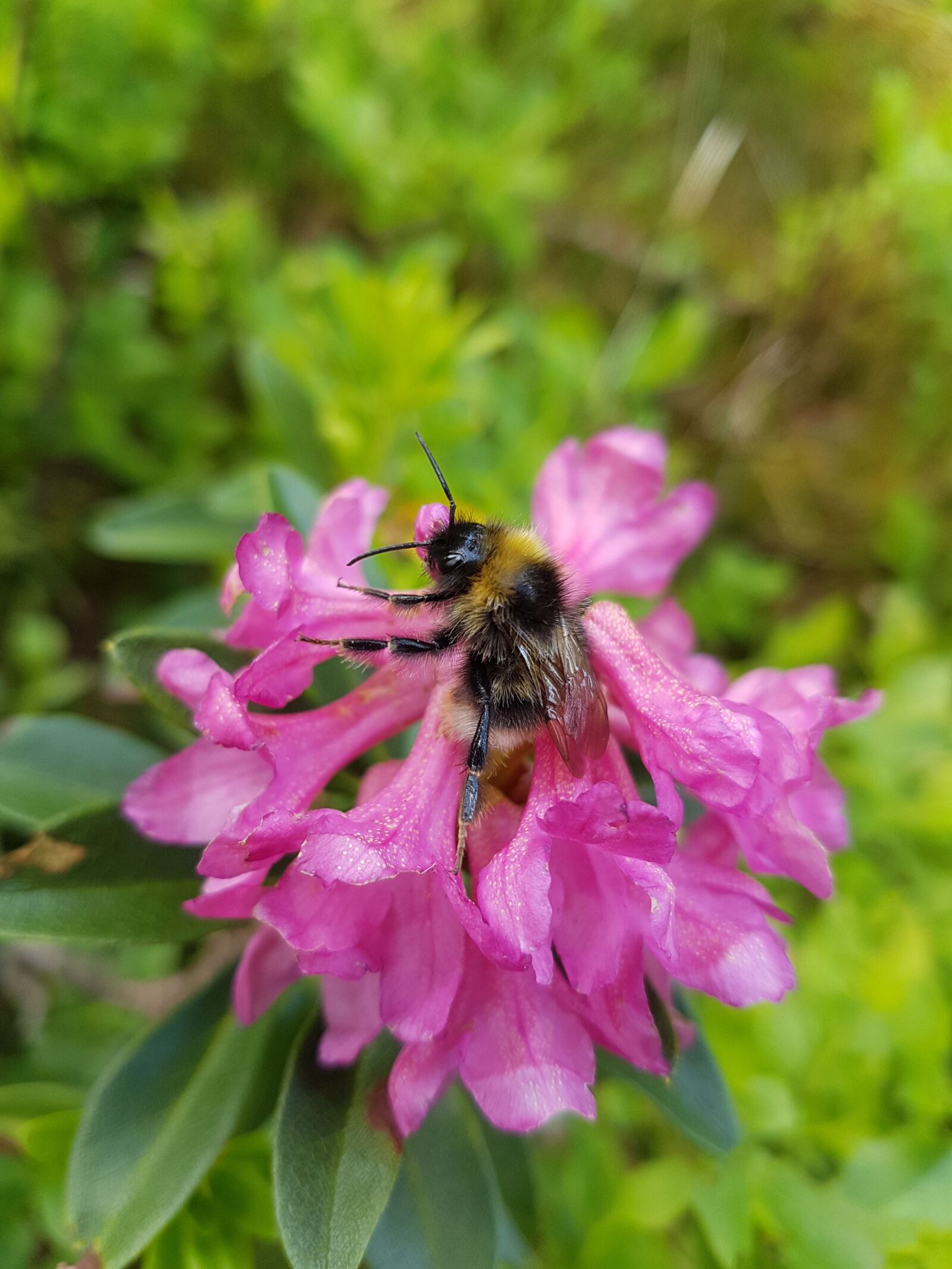 Samsung Galaxy S7 Edge sample photo. Alpine rose, flower, alpine photography