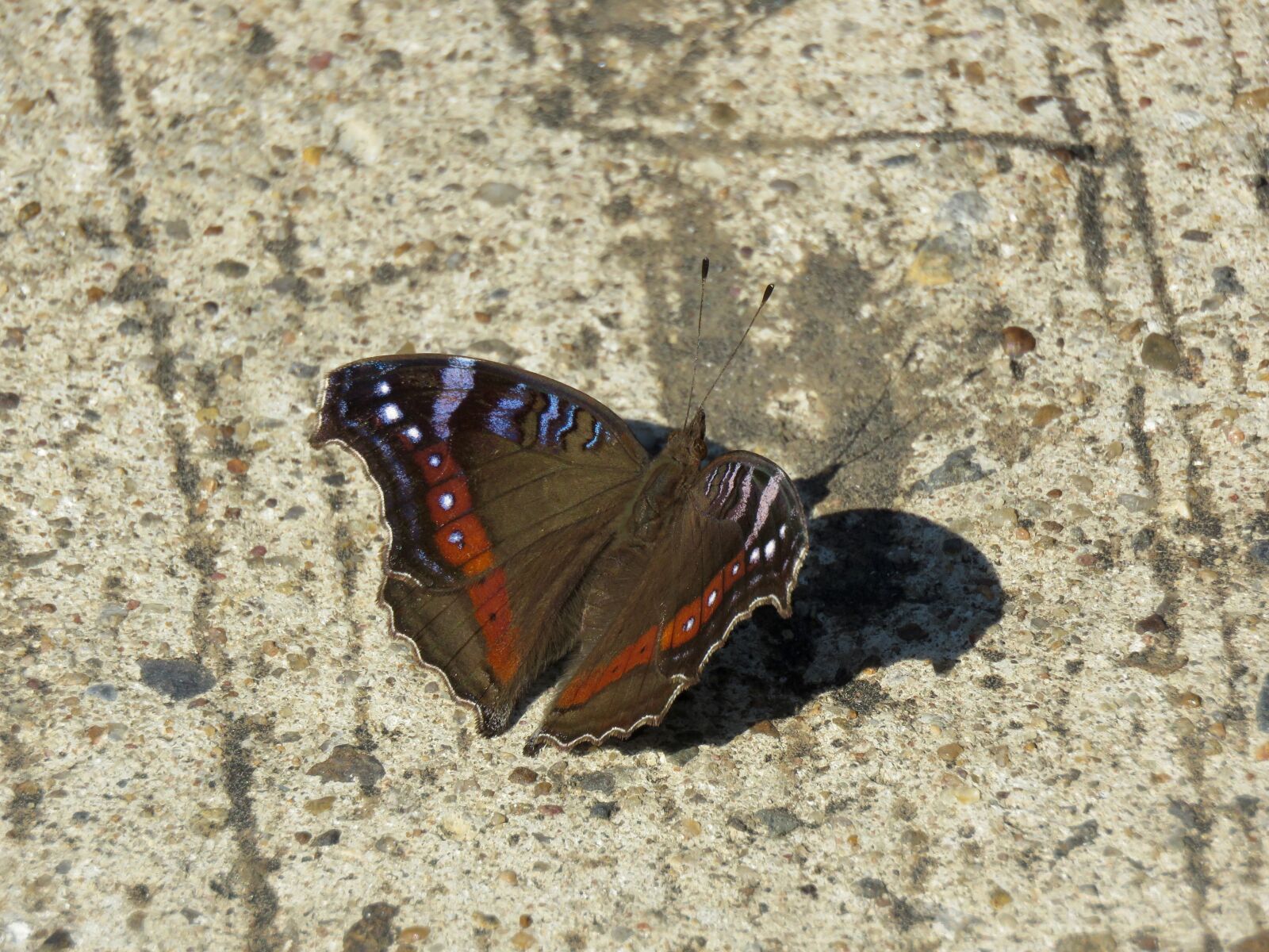 Canon PowerShot SX60 HS sample photo. Butterfly, insect, flying insect photography