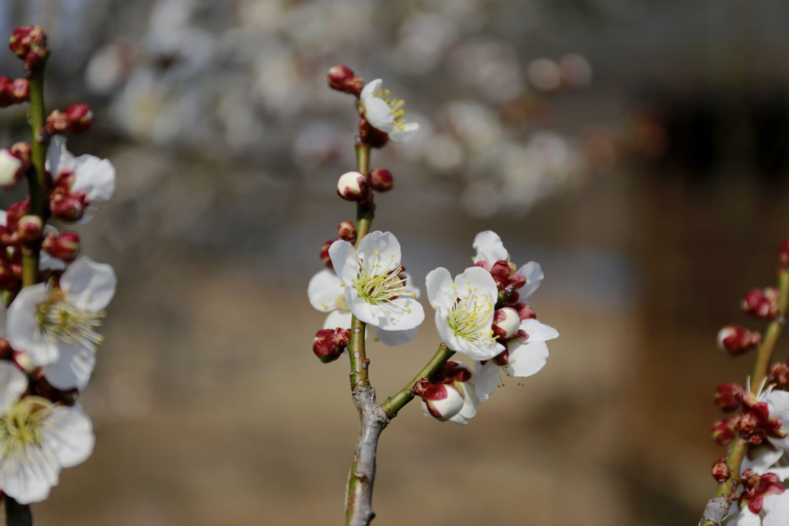 Canon EOS 5D Mark III sample photo. Flowers, spring, nature photography