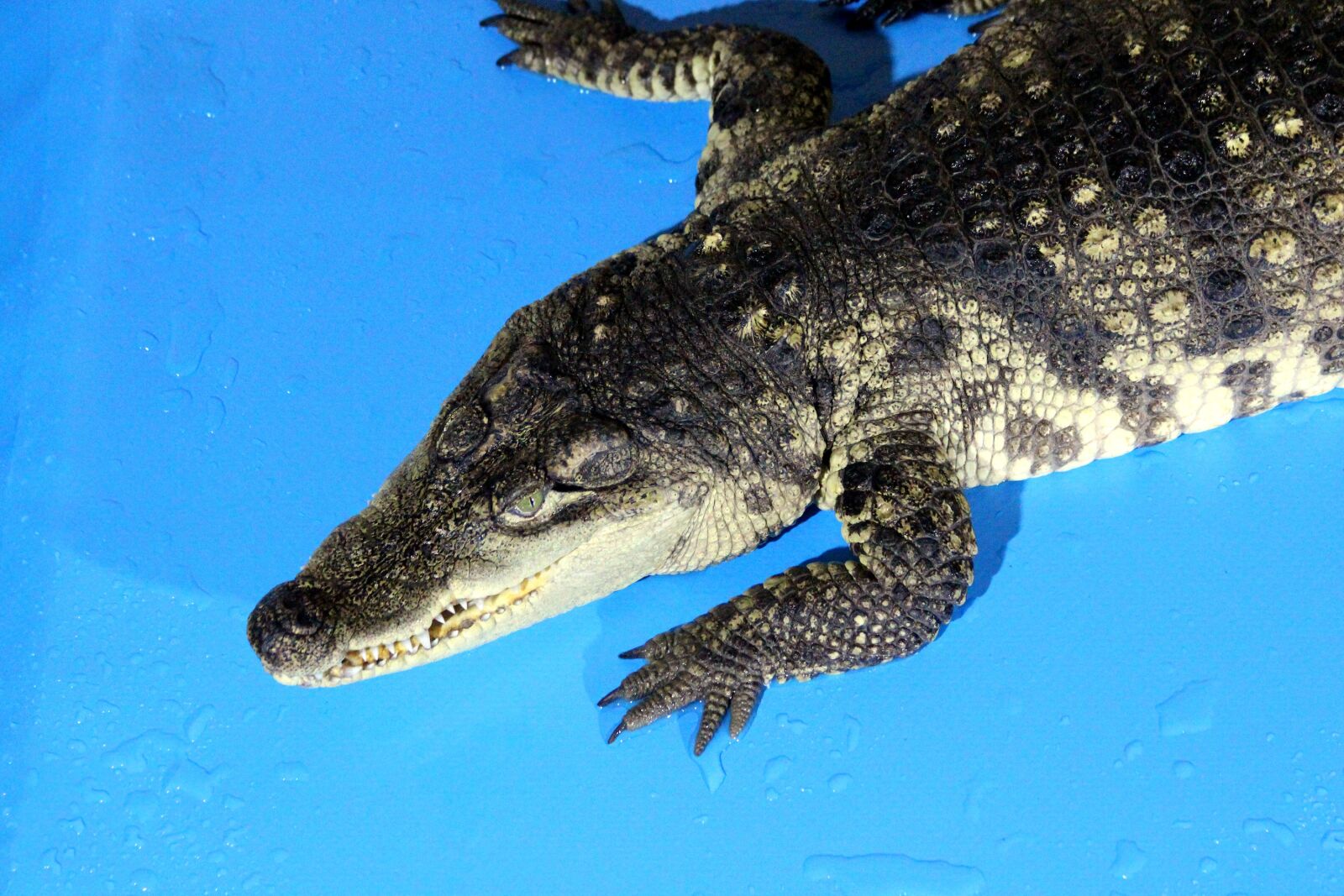 Canon EOS 650D (EOS Rebel T4i / EOS Kiss X6i) sample photo. Crocodile, nile crocodile, crocodylus photography