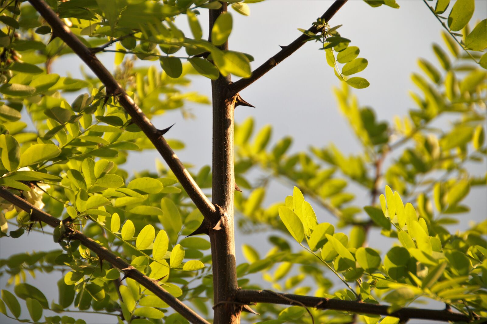 Sony SLT-A58 sample photo. Acacia, white, branch photography