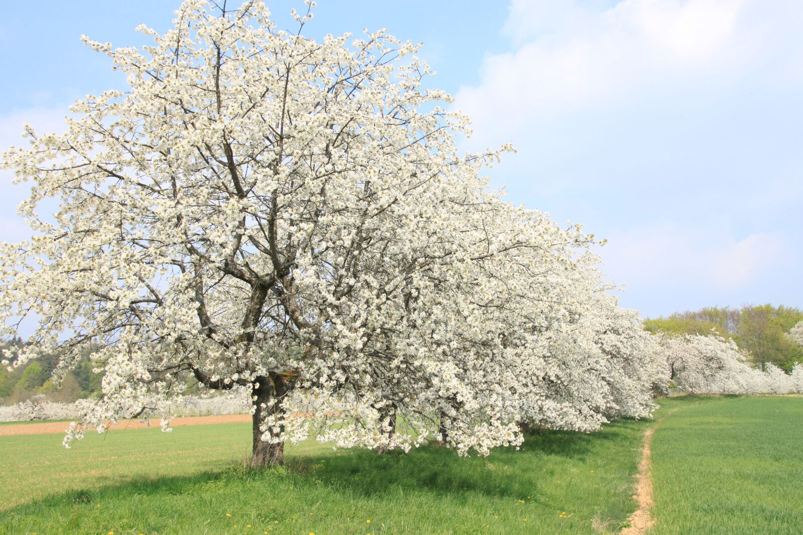 Canon EOS 500D (EOS Rebel T1i / EOS Kiss X3) sample photo. Franconian switzerland, spring, cherry photography