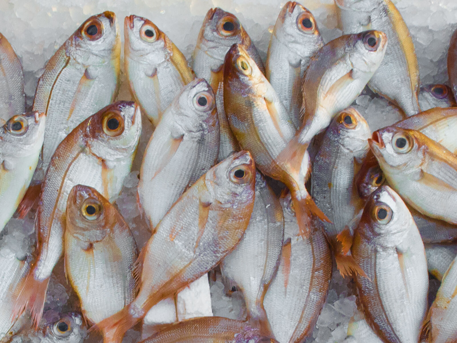 Canon PowerShot G16 sample photo. Catch, fish, fish, market photography