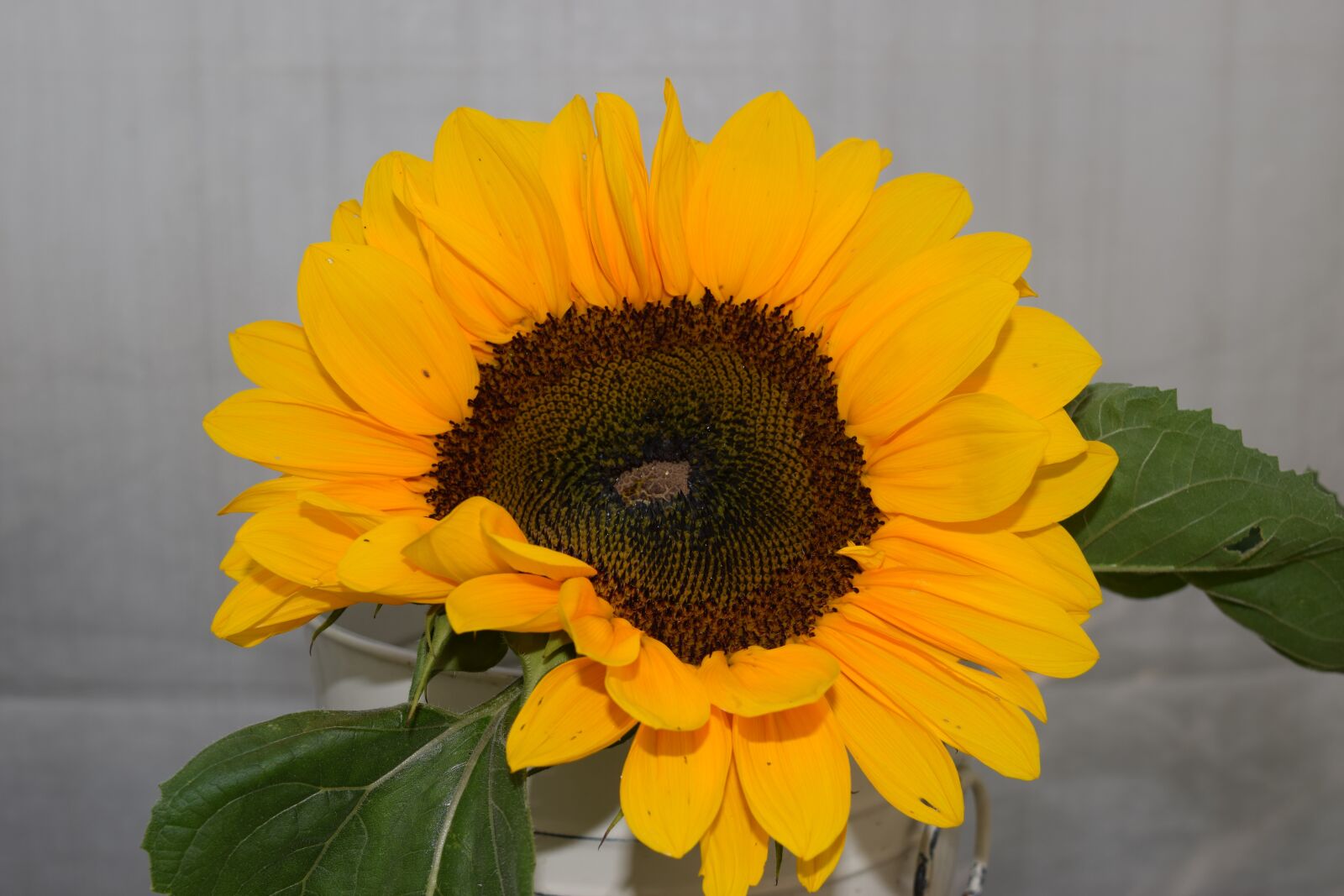 Nikon D3300 sample photo. Sunflower, flower, nature photography