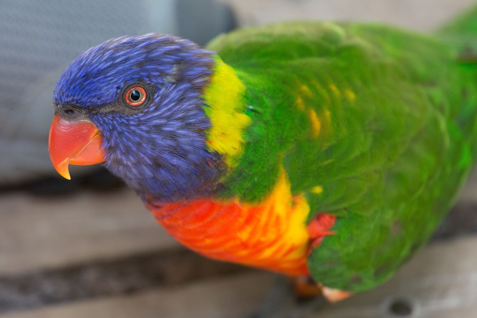 Canon EF 100-400mm F4.5-5.6L IS USM sample photo. Africa, lorikeet, green-naped lorikeet photography