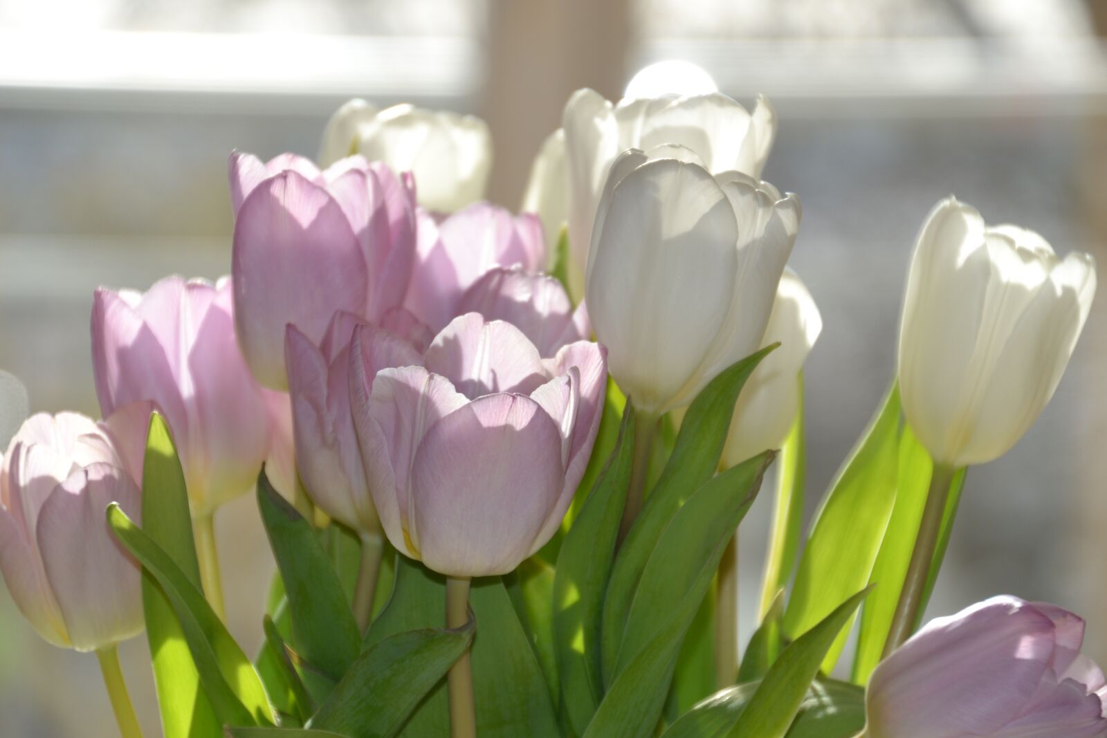 Nikon D3100 sample photo. Tulips, spring, light photography