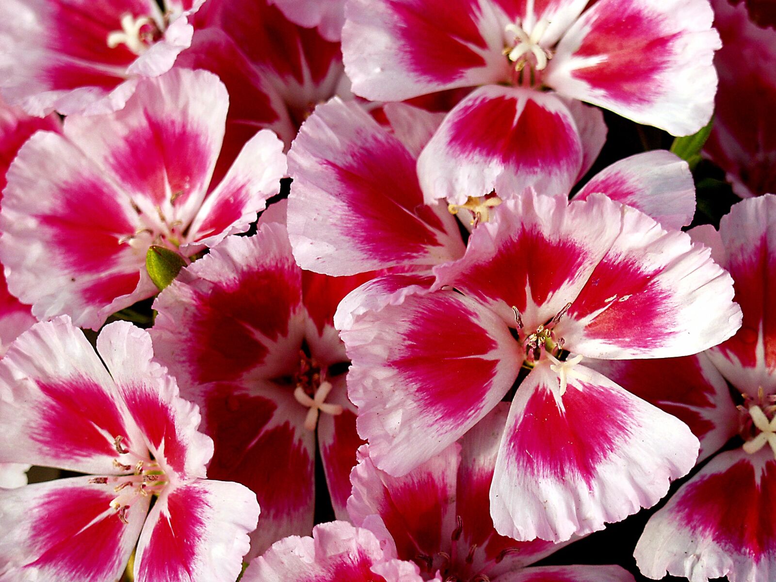 Olympus E-20,E-20N,E-20P sample photo. Flower, red, pink photography