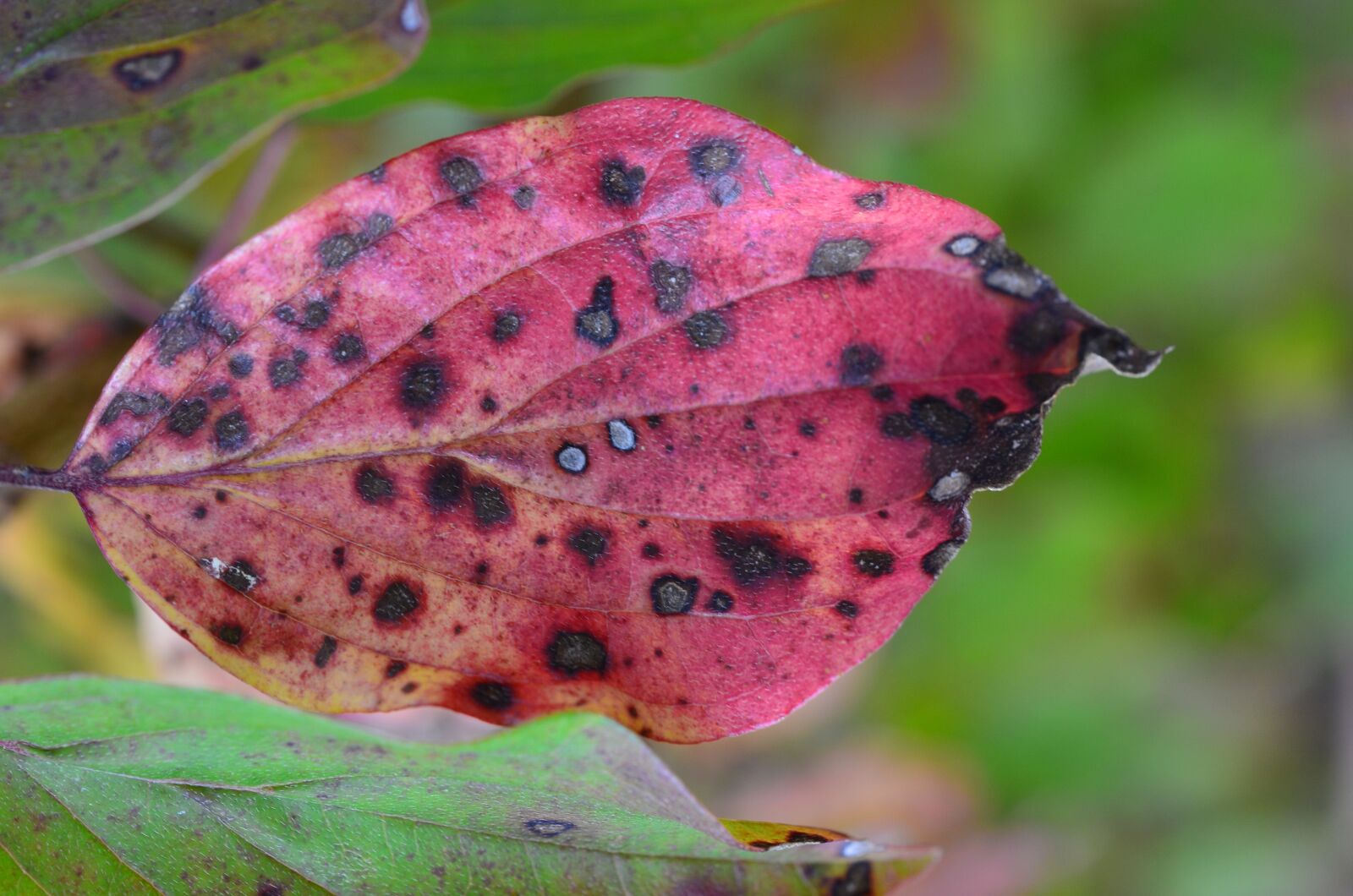 Nikon D5100 sample photo. Leaf, colored, autumn photography