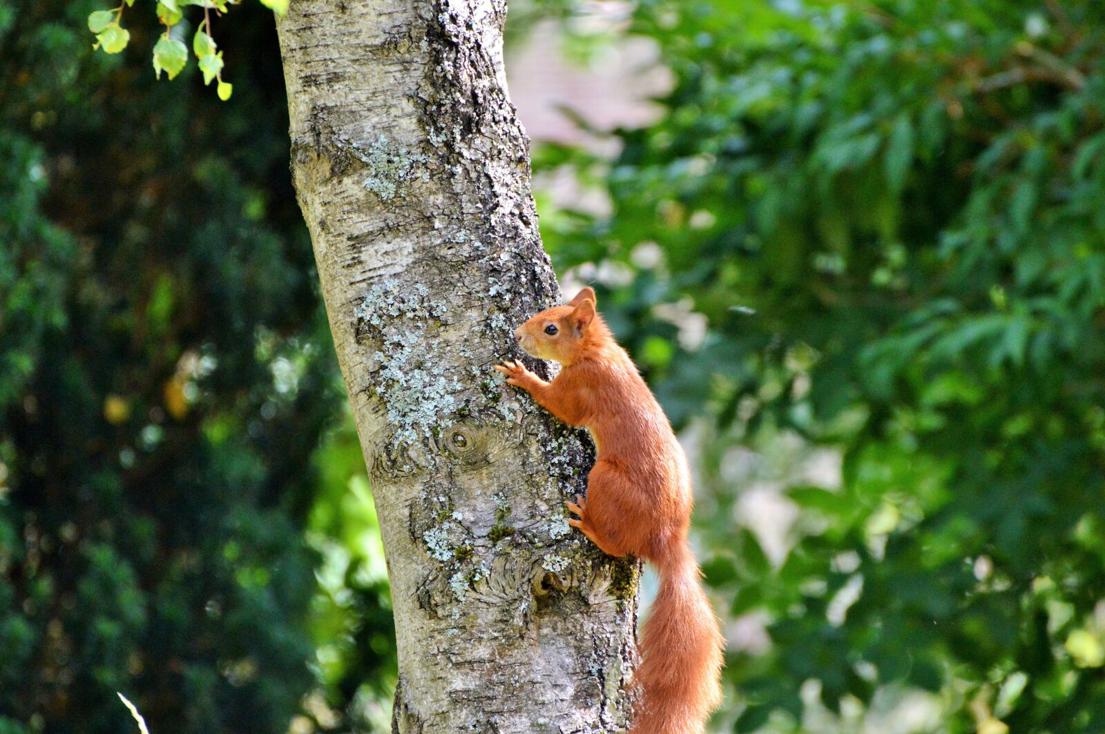 Nikon D3200 sample photo. Squirrel, rodent, forest animals photography