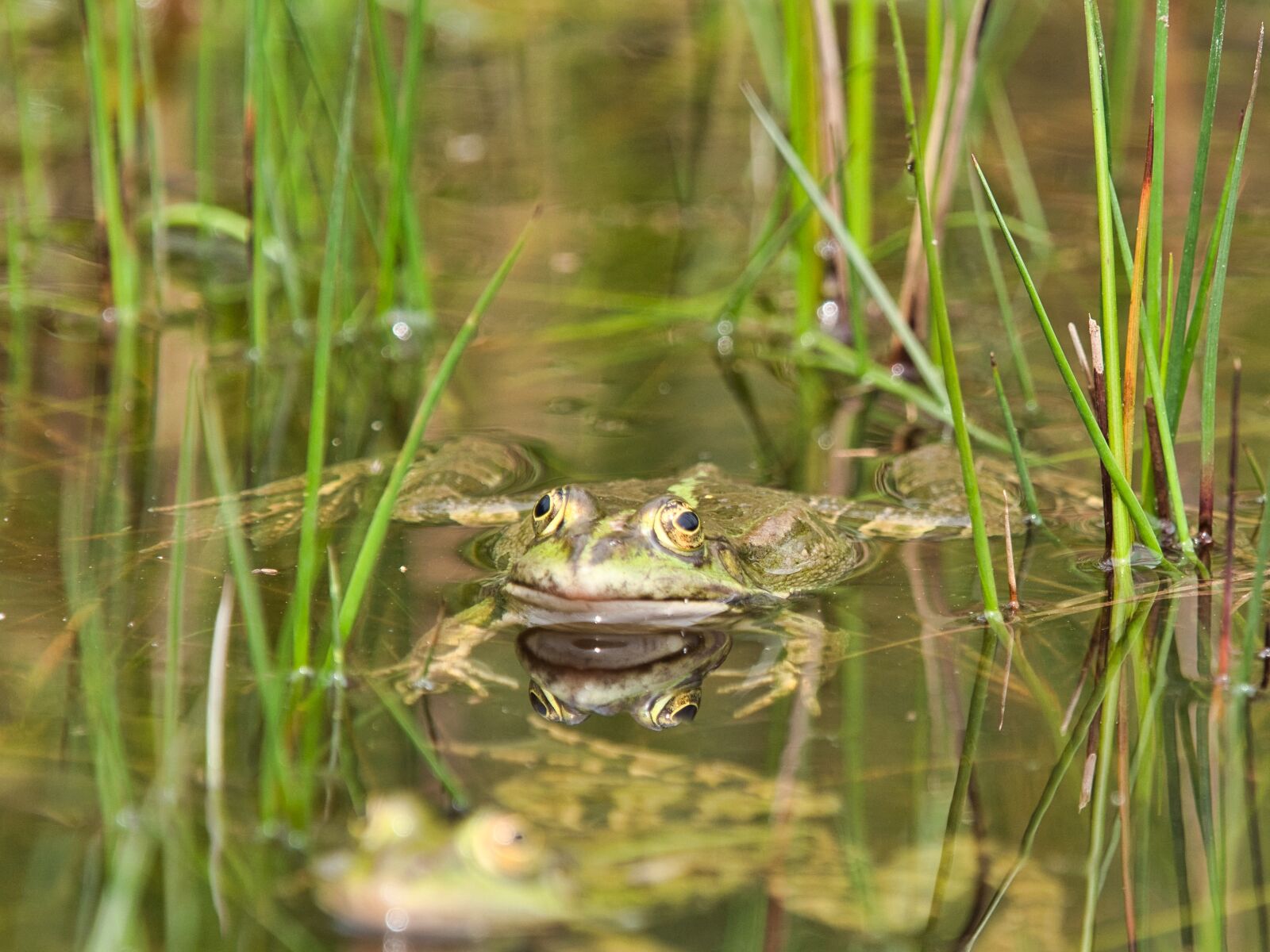 Panasonic Lumix DC-G9 sample photo. Frog, macro, water-frog photography