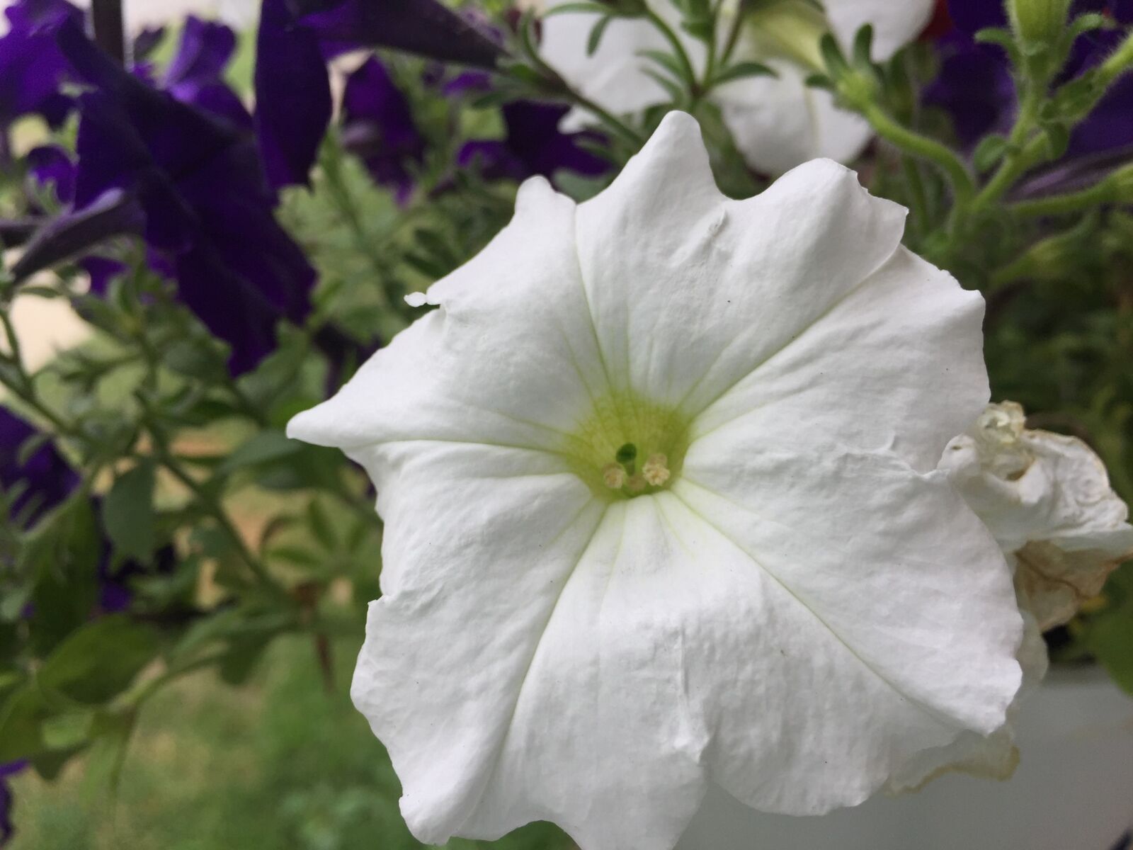 iPhone 6 back camera 4.15mm f/2.2 sample photo