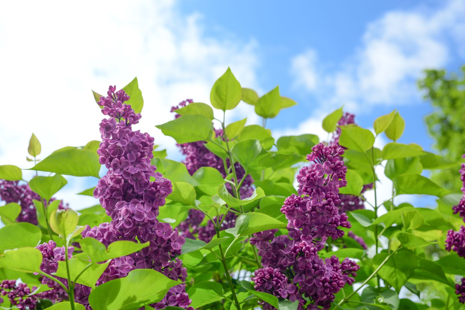Nikon D610 sample photo. Flower, purple, bloom photography