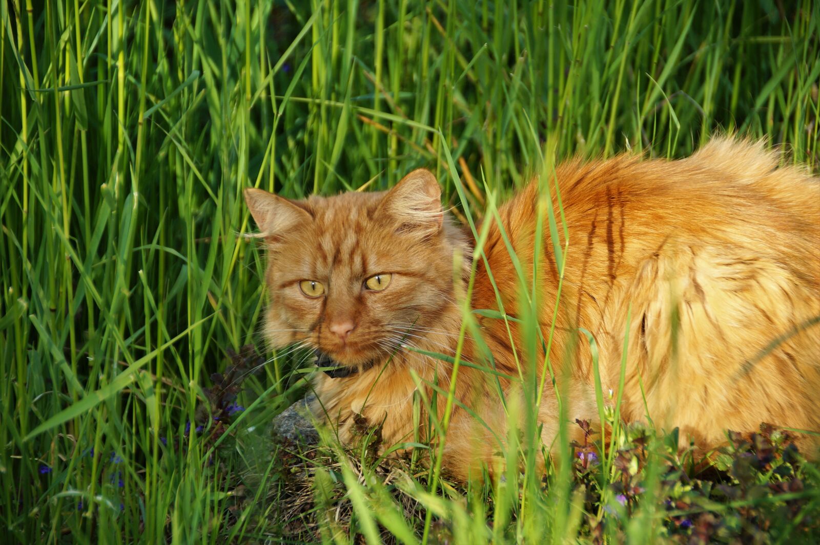 Sony SLT-A58 sample photo. Cat, redheaded, tomcat photography