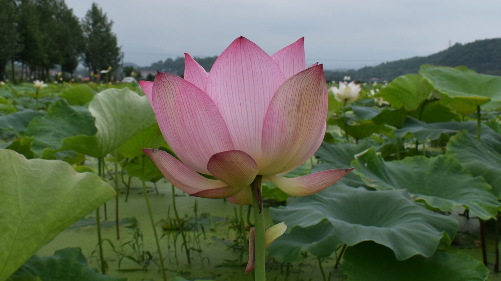 Nikon D3300 sample photo. Lotus, pond, country photography