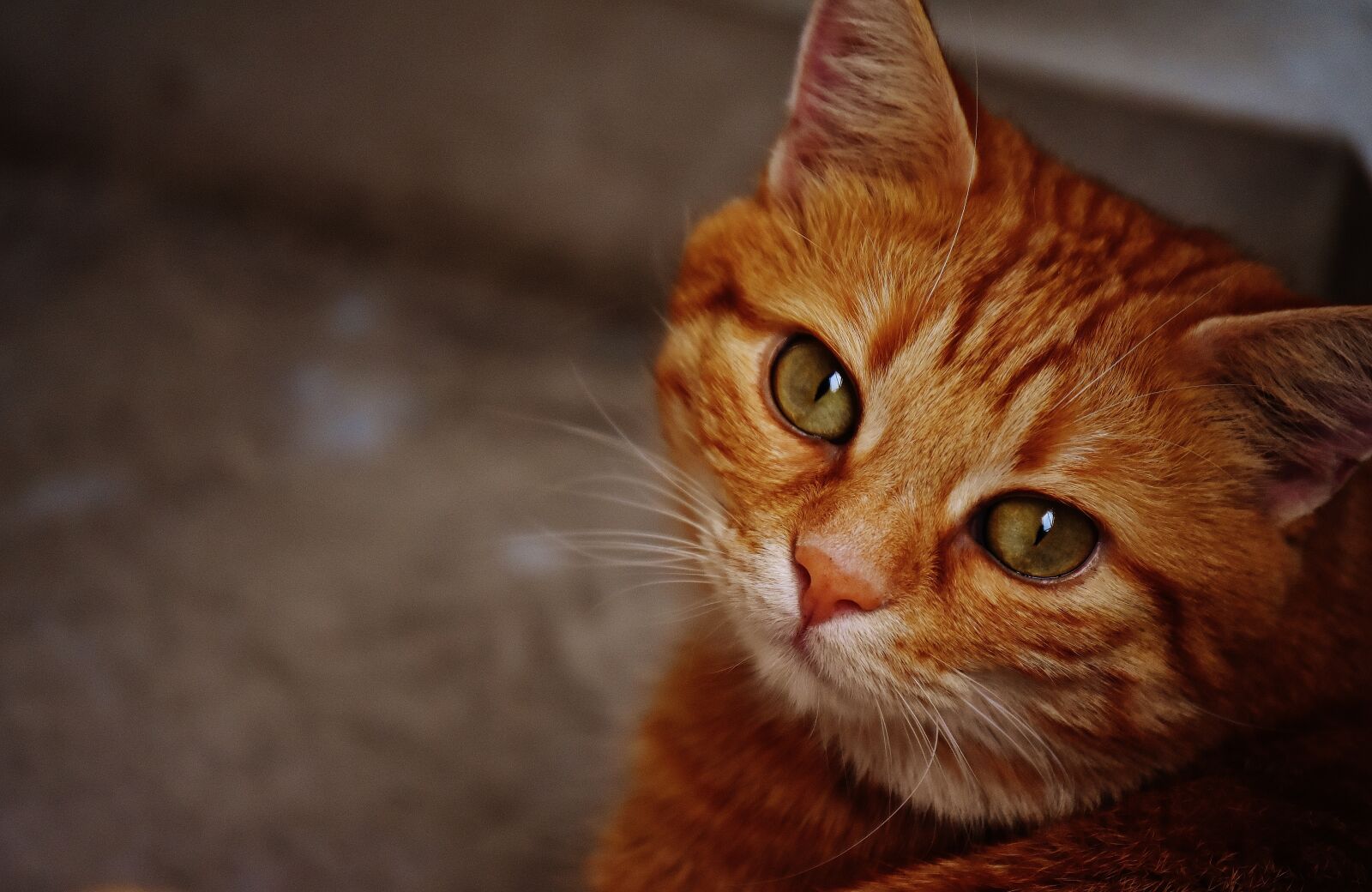 Nikon D7200 sample photo. Cat, red, cute photography