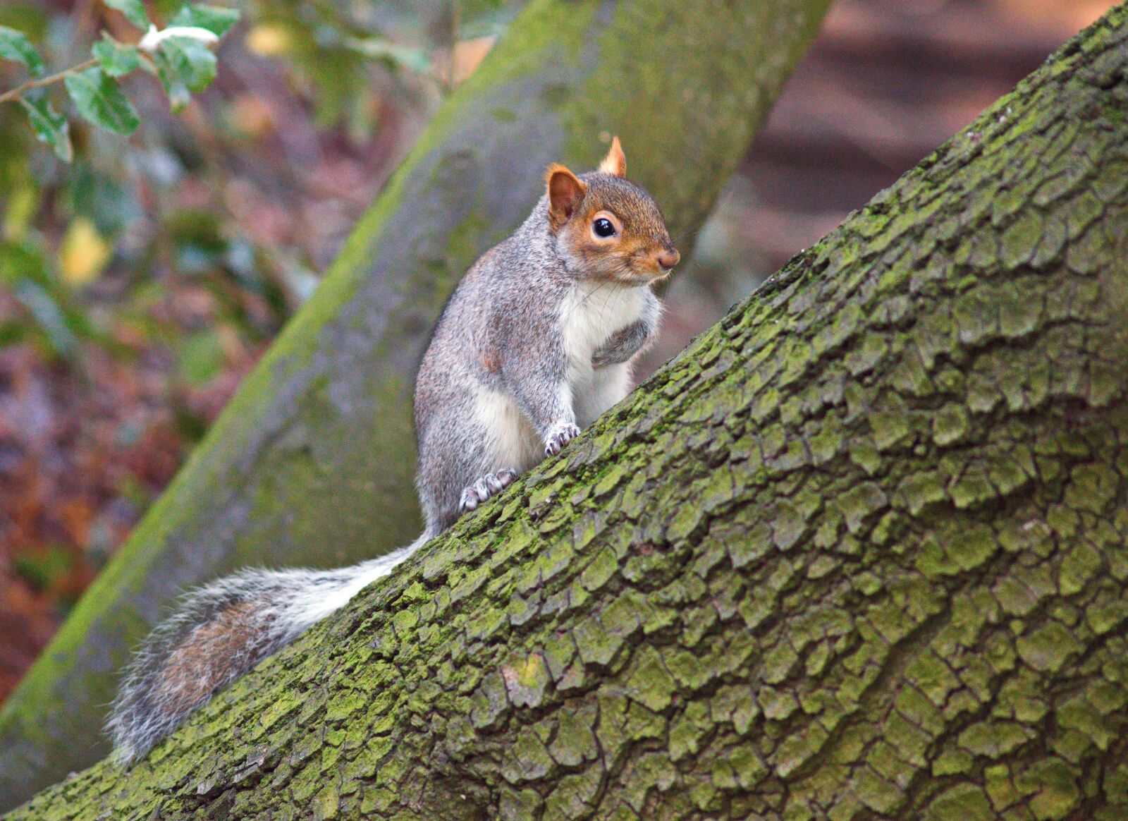 Nikon D3300 sample photo. A beautiful squirrel, squirrel photography