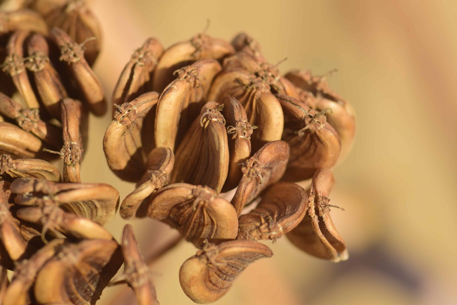 Nikon D3300 sample photo. Seed, macro, detail, brown photography