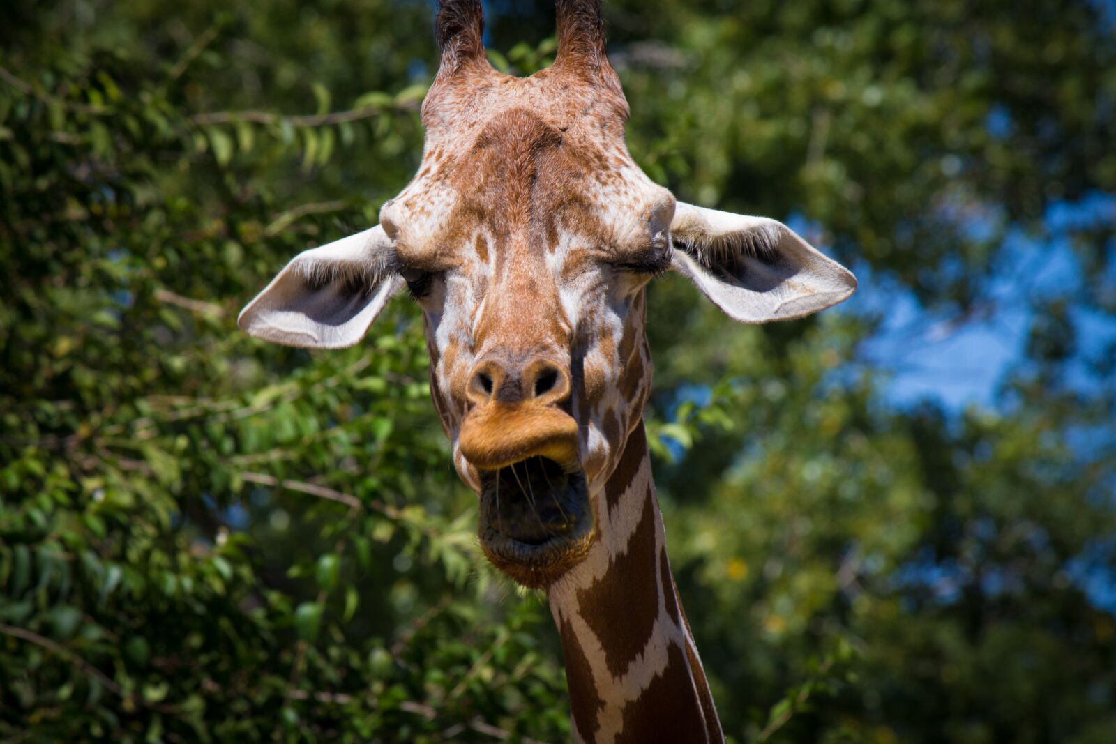 Canon EF-S 55-250mm F4-5.6 IS II sample photo. Giraffe, animal, zoo photography