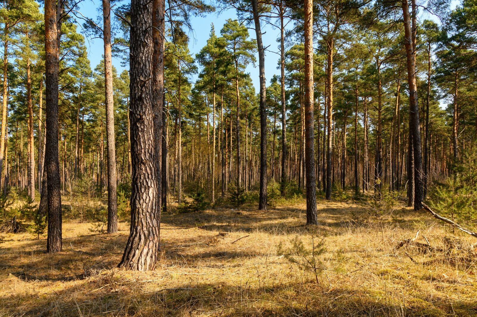 Nikon Z6 sample photo. Forest, trees, nature photography