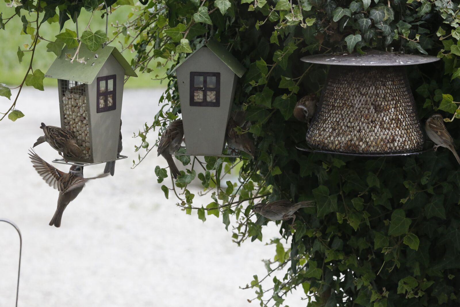 Canon EOS 5D Mark III sample photo. Sparrow, sperling, feeding photography
