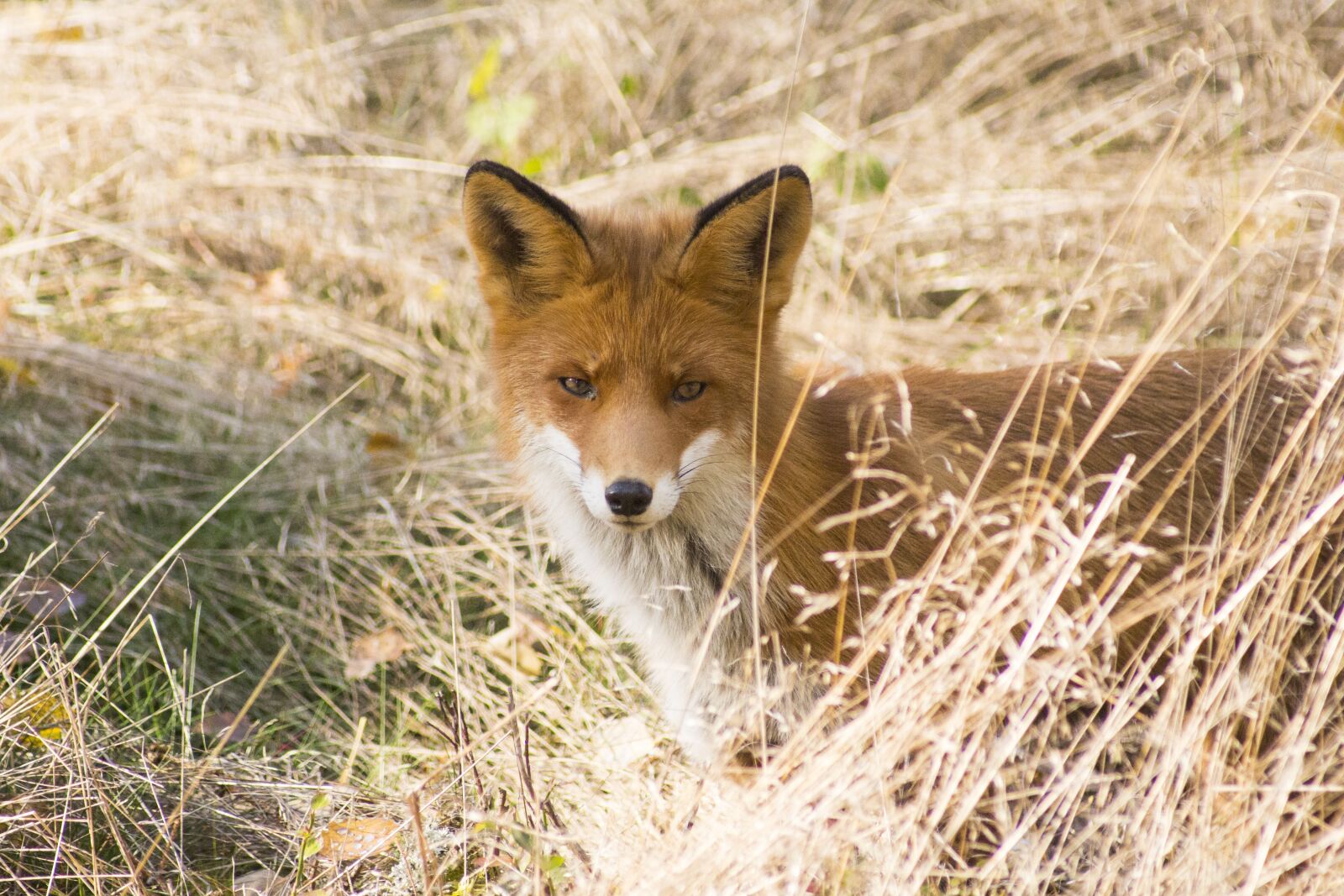 Canon EF 55-200mm F4.5-5.6 II USM sample photo. Red fox, forest animal photography