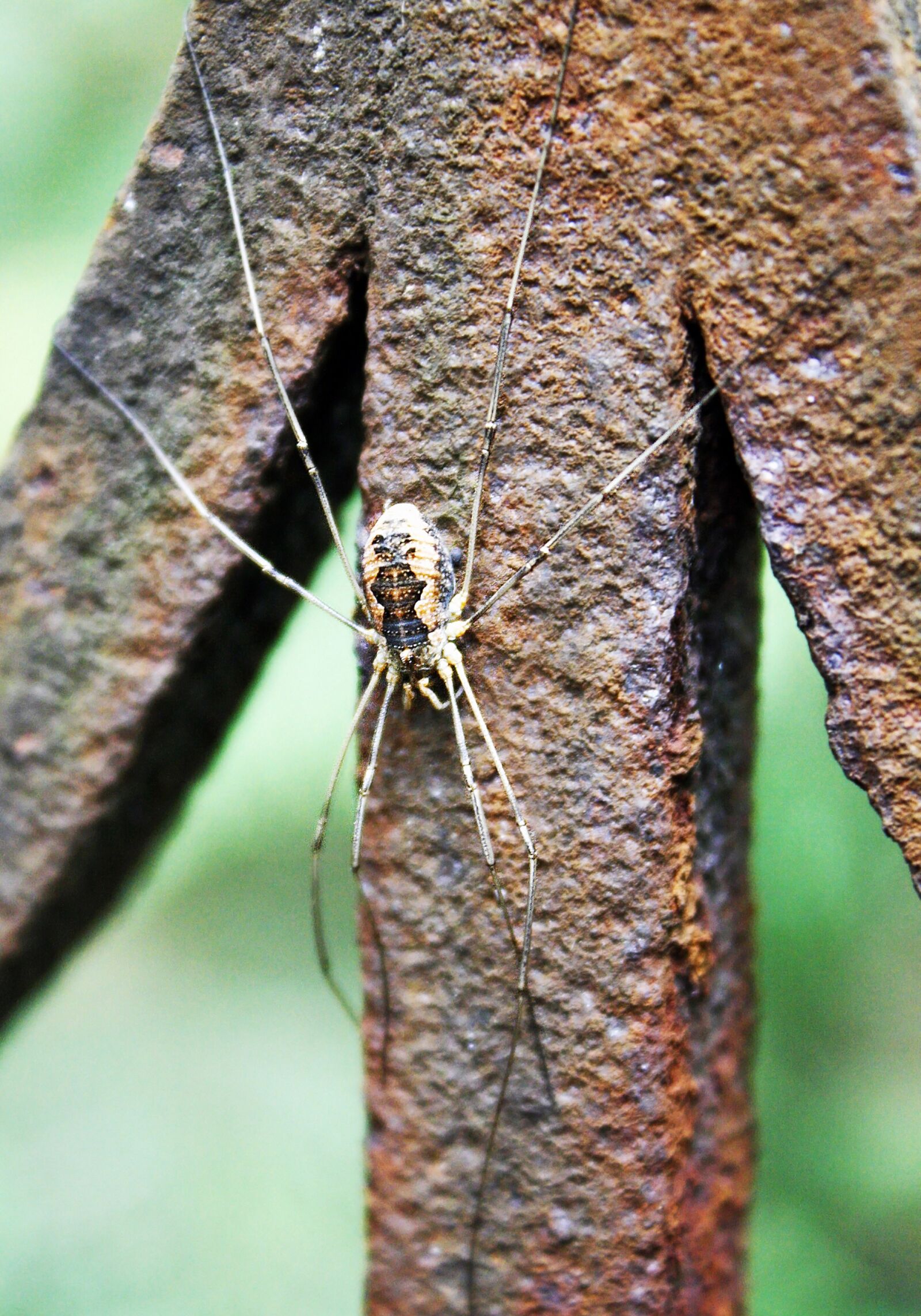 Canon EOS 1000D (EOS Digital Rebel XS / EOS Kiss F) sample photo. Spider, insect, chisel photography