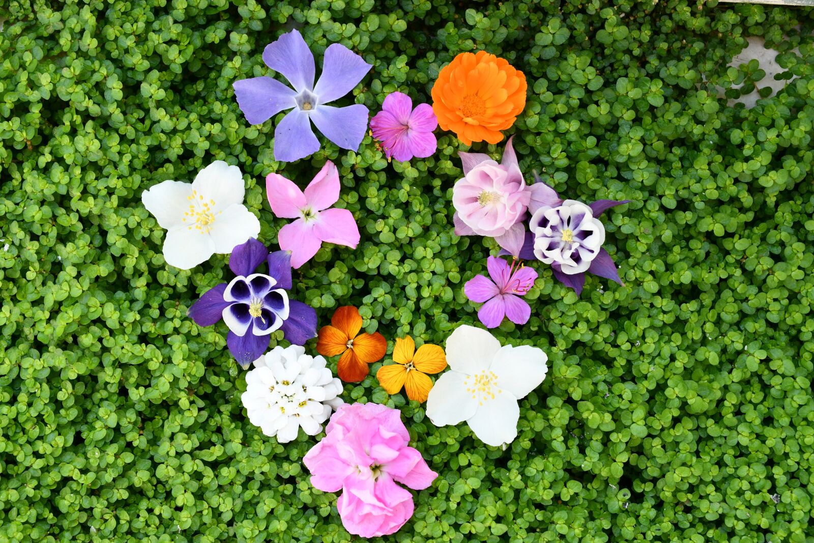 Nikon D7500 sample photo. Green, floral, heart photography