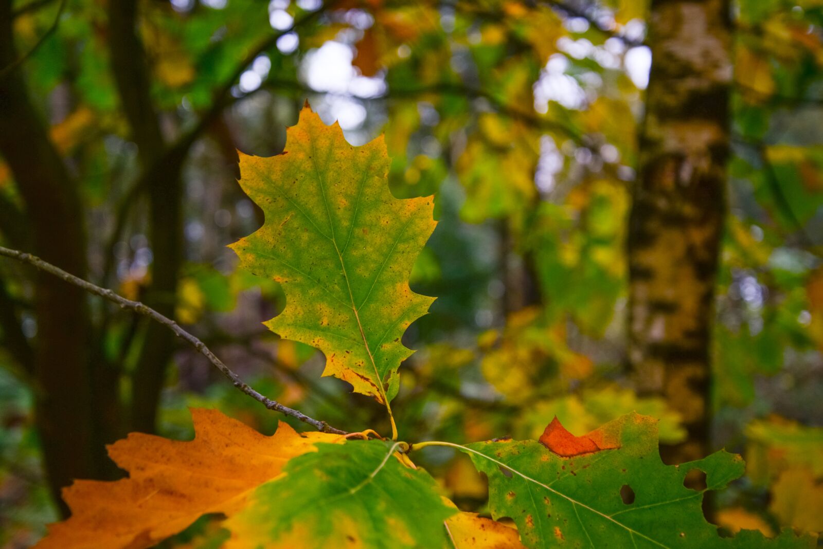 Nikon D610 sample photo. Oak, leaf, autumn photography