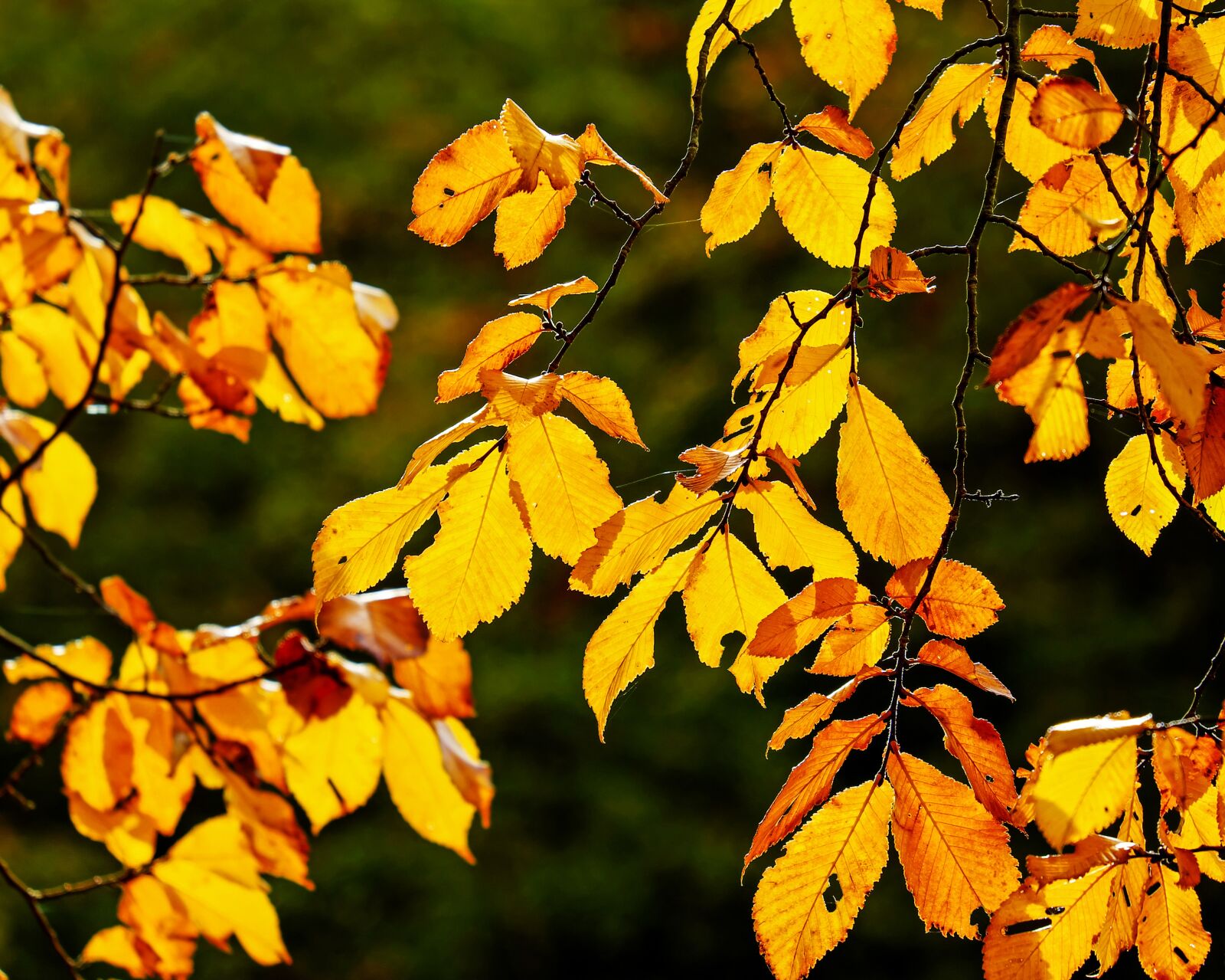 Fujifilm XF 55-200mm F3.5-4.8 R LM OIS sample photo. Autumn, fall foliage, leaves photography