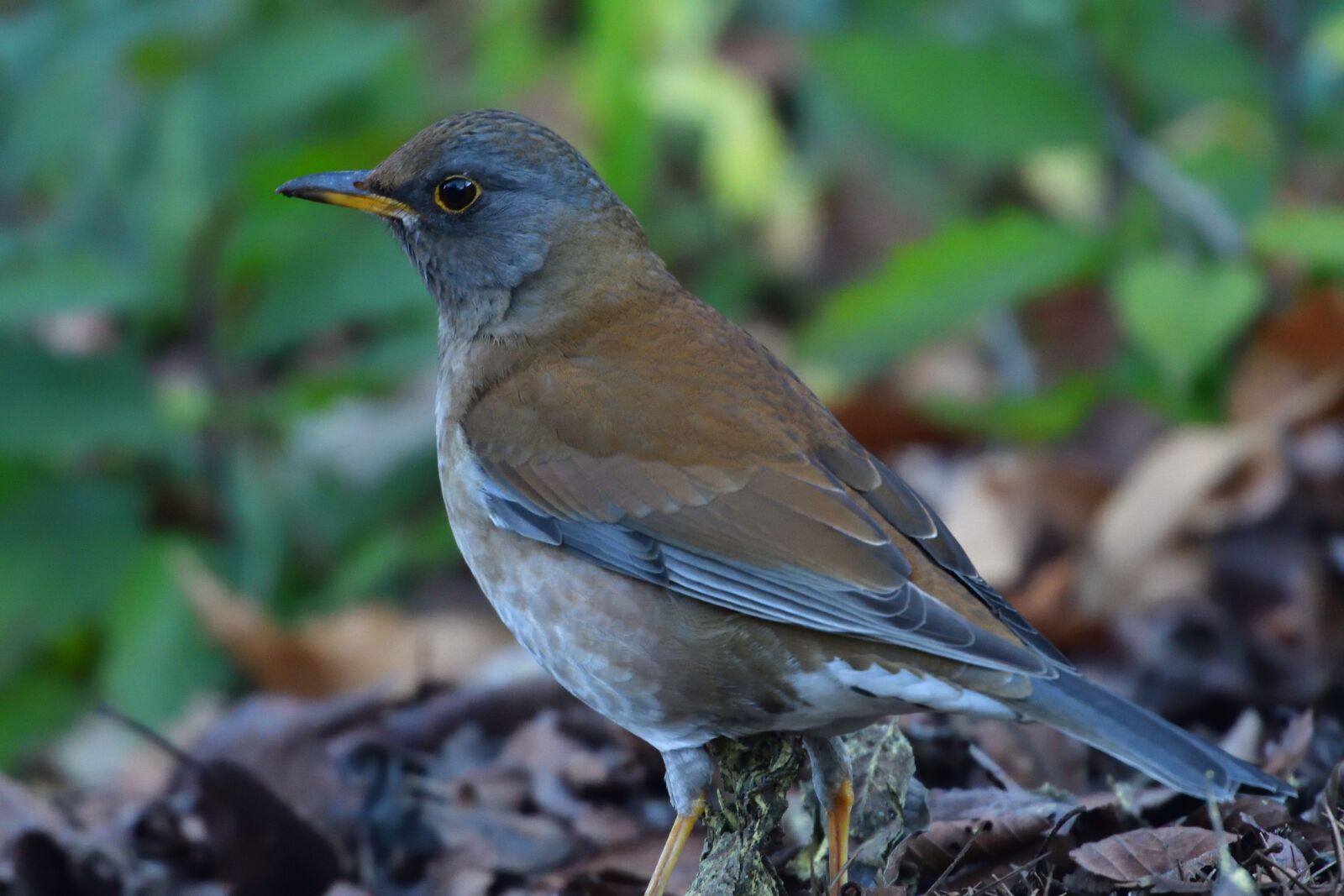 Nikon D500 sample photo. Natural, wild animals, bird photography