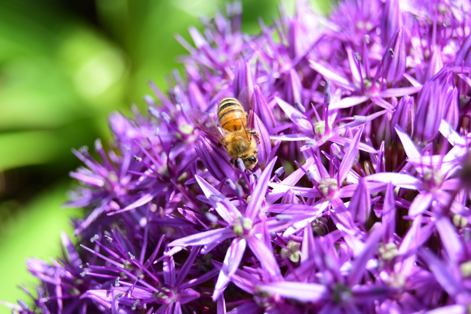 Nikon D5600 sample photo. Yellow bee, bee, spring photography