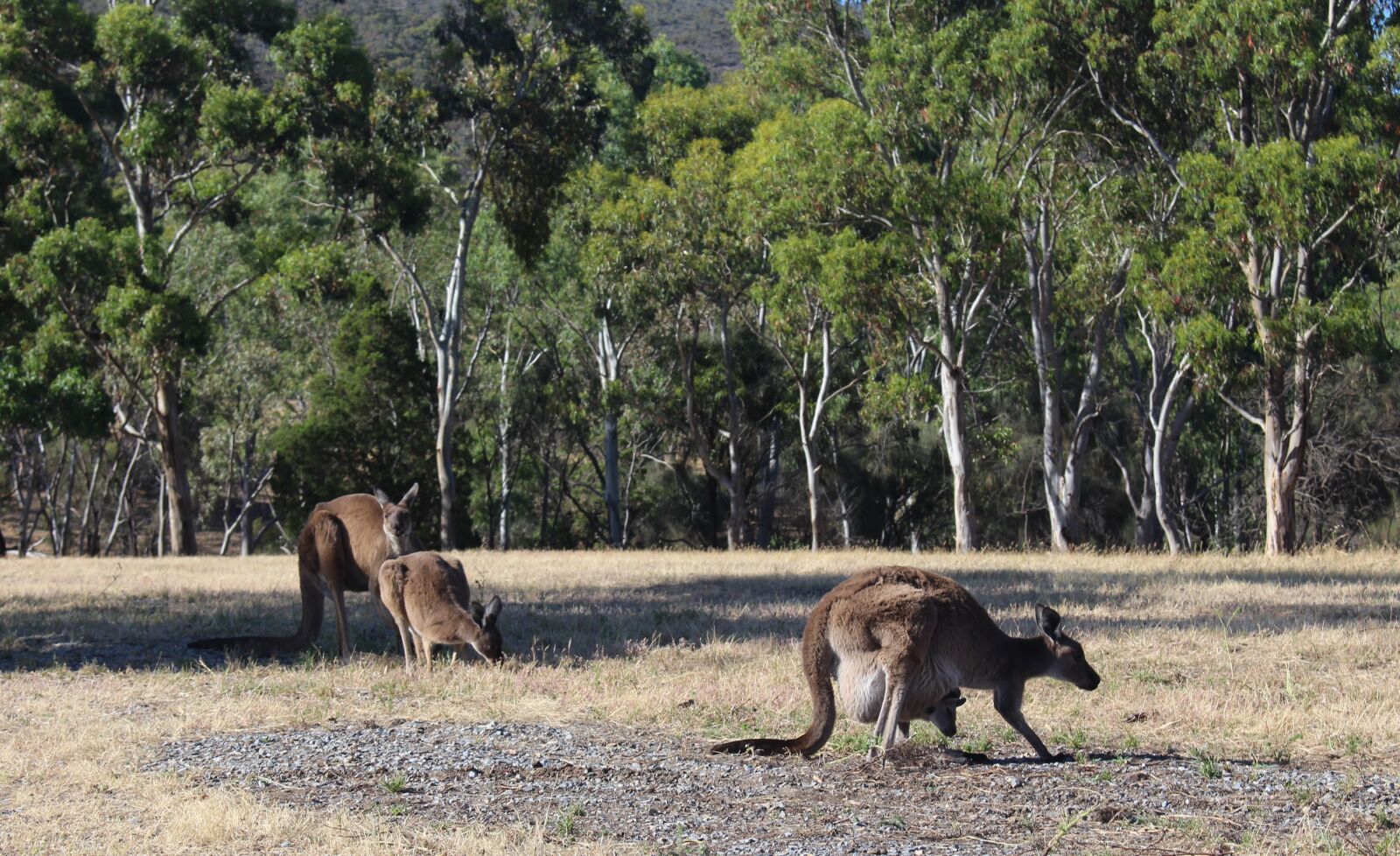 Canon EOS 700D (EOS Rebel T5i / EOS Kiss X7i) sample photo. Kangaroos, wild, joey photography