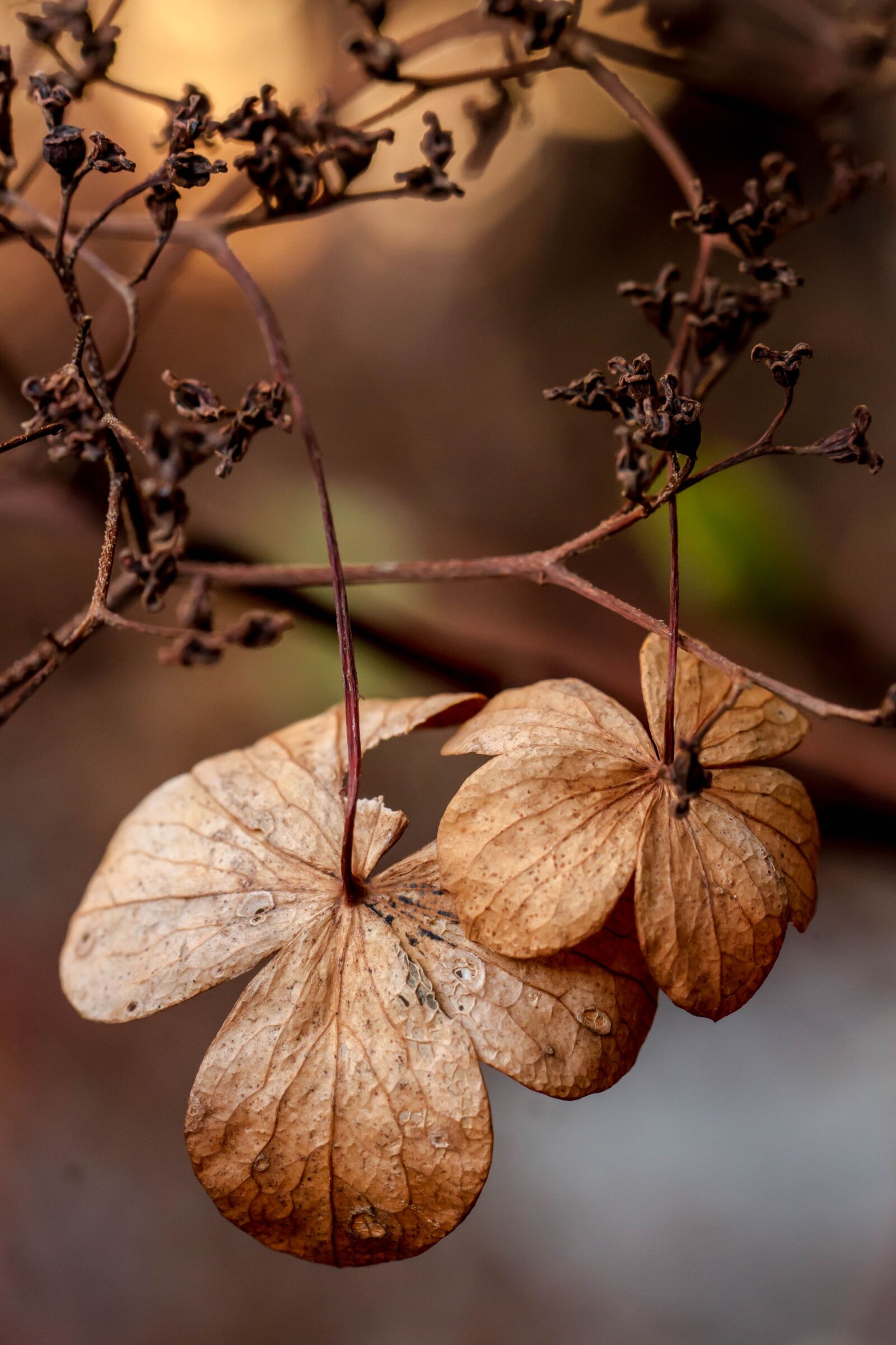 Canon EOS 7D sample photo. Flower, fall, nature photography