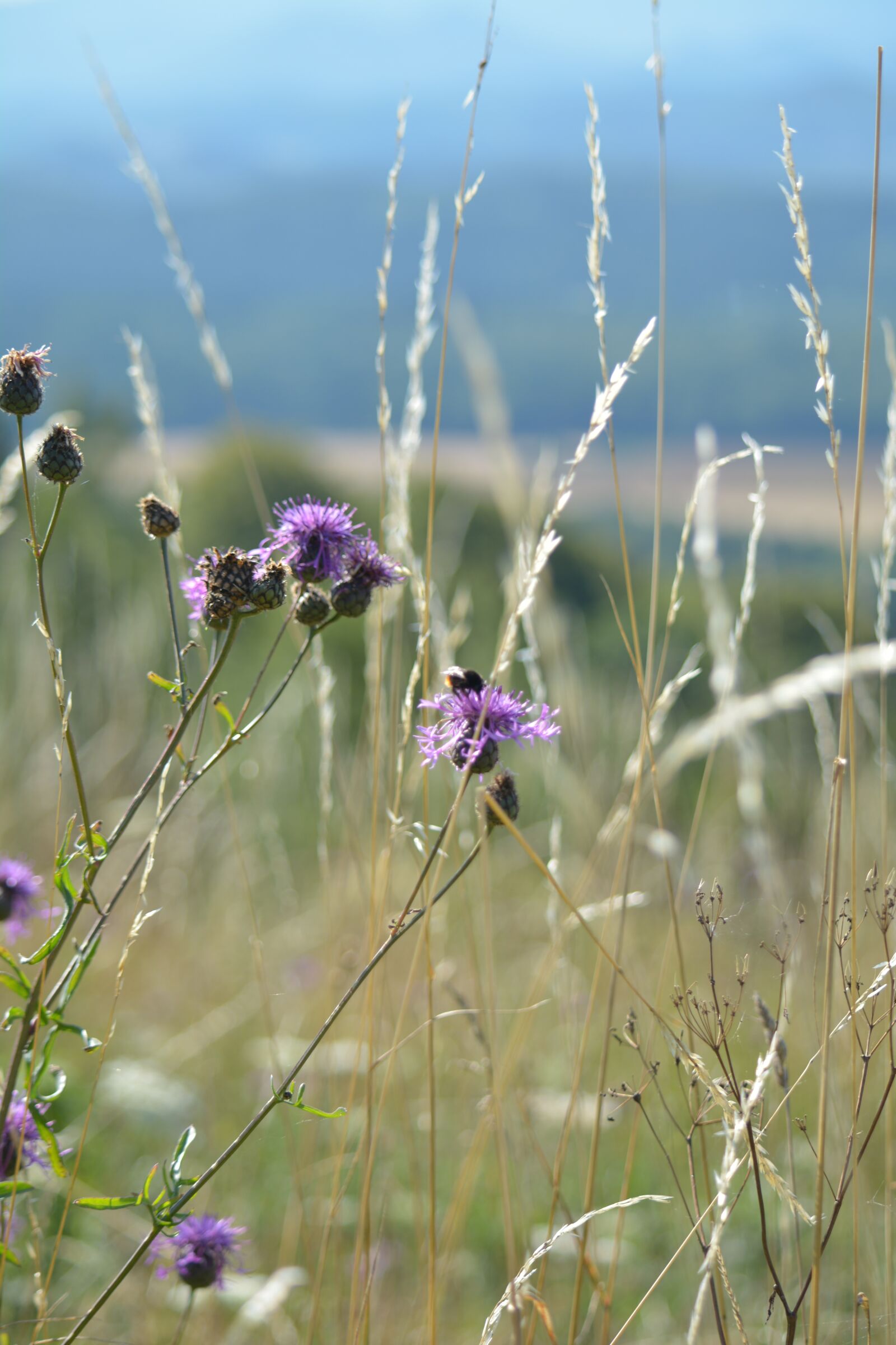 Nikon D5200 sample photo. Grasshopper, flower, summer photography