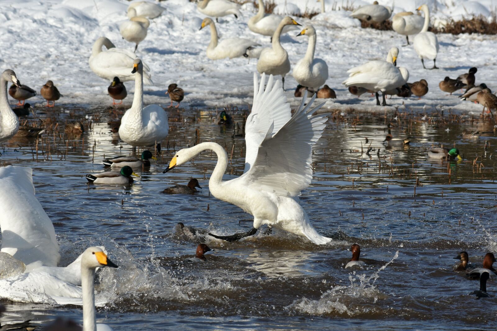 Nikon D7200 sample photo. Animal, lake, waterside photography