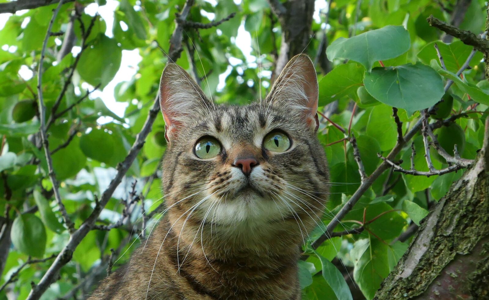 Panasonic Lumix DMC-LX10 (Lumix DMC-LX15) sample photo. Cat, tree, animal photography