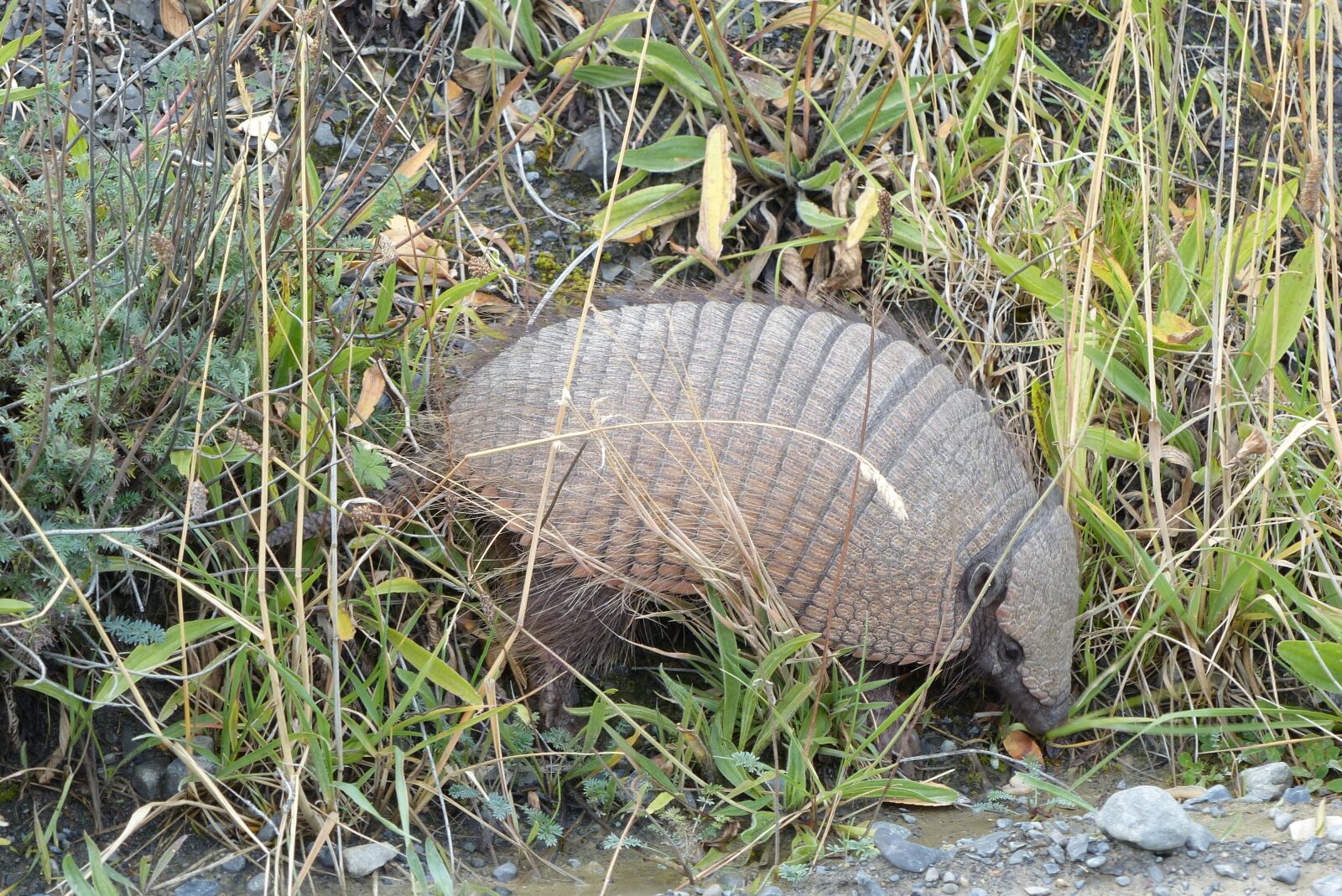 Panasonic Lumix DMC-FZ200 sample photo. Nature, grass, armadillo photography
