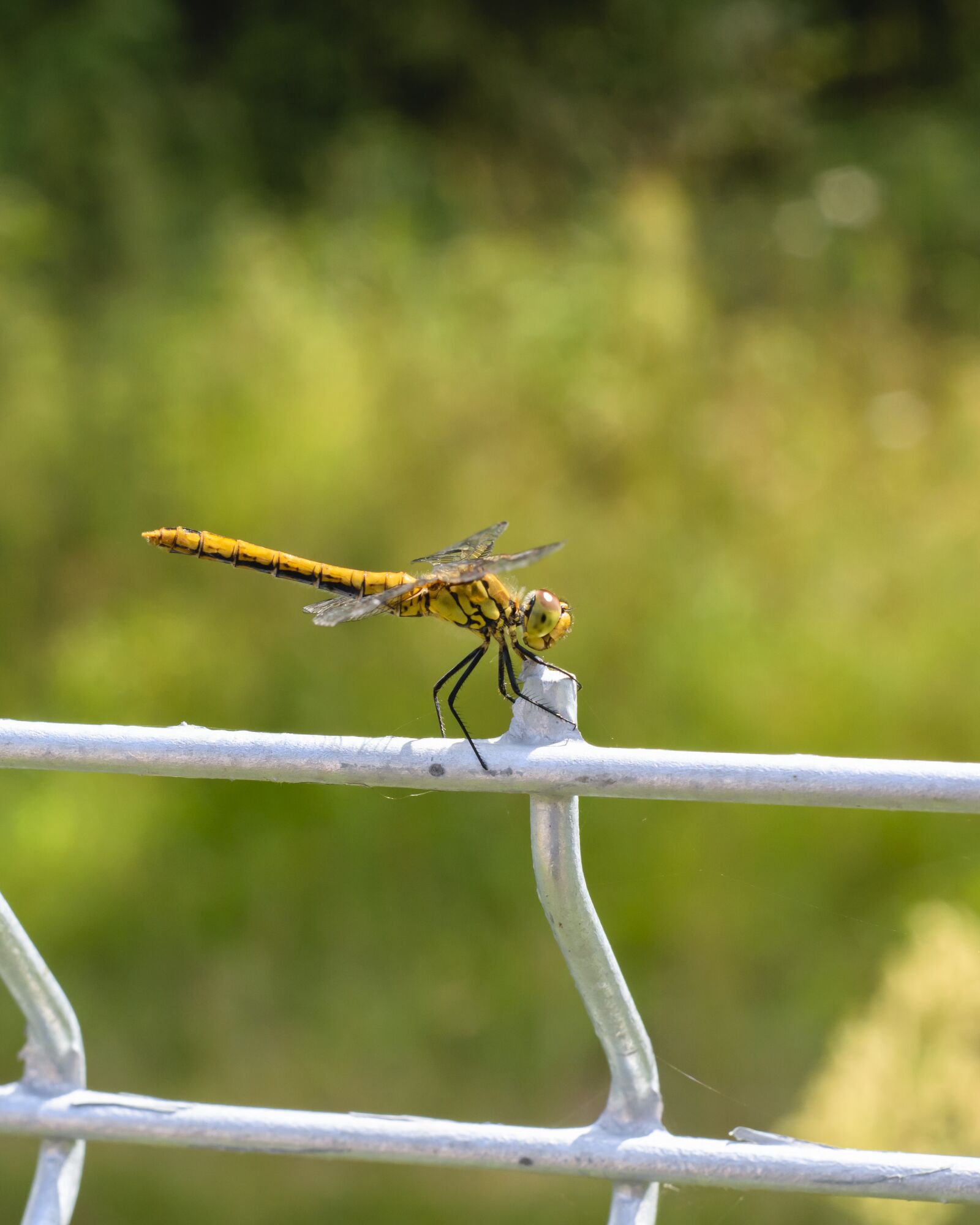 Nikon D5300 sample photo. Insect, the fence, nature photography