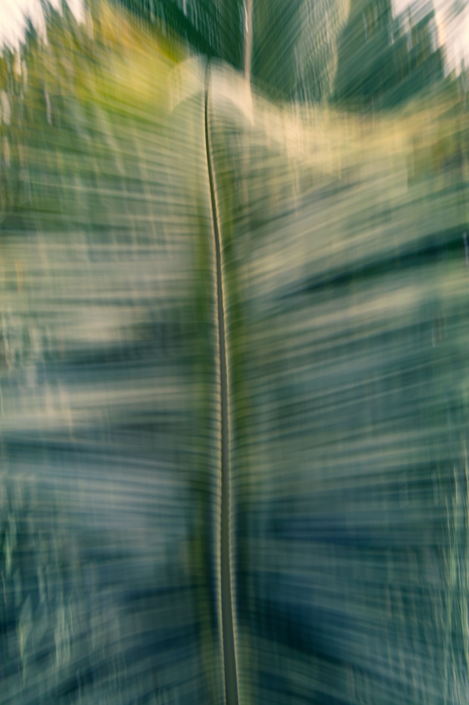 Nikon D3200 sample photo. Palm, leaves, tropical photography