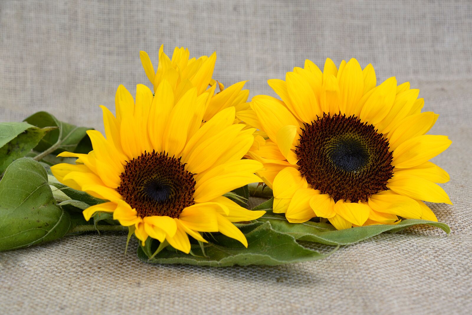 Nikon D7100 sample photo. Sunflower, flower, yellow photography