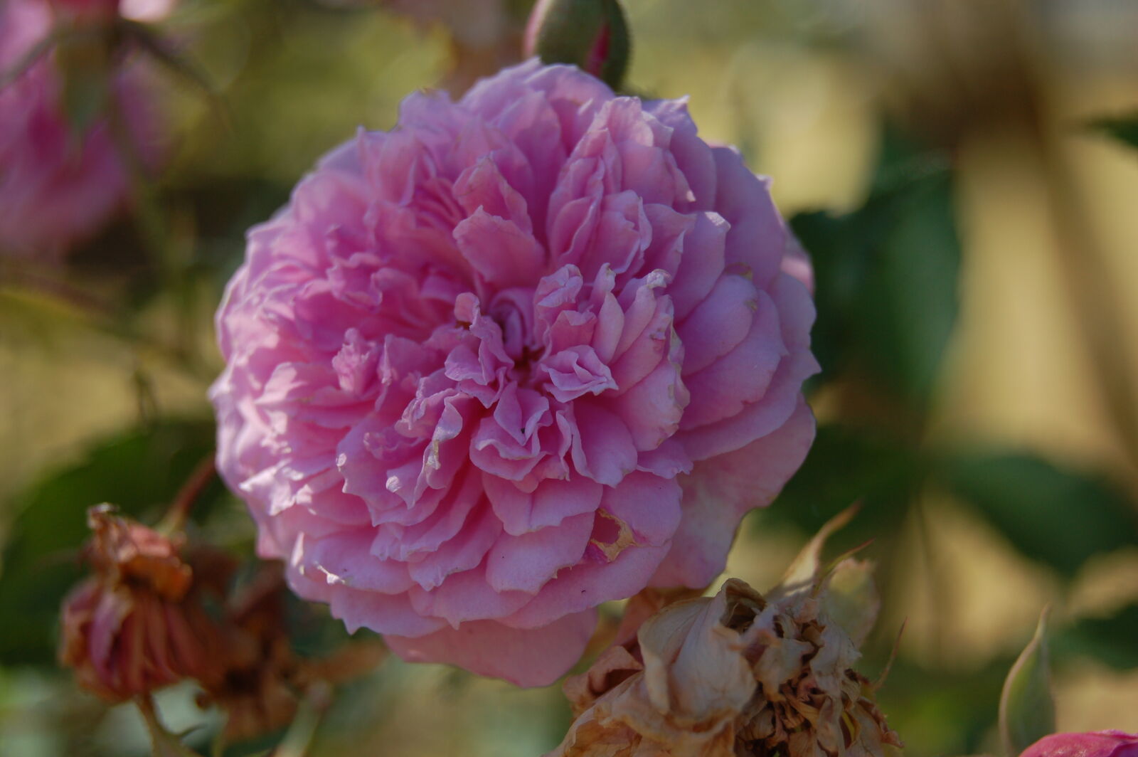 AF-S DX Zoom-Nikkor 18-55mm f/3.5-5.6G ED sample photo. Flower, garden, pink, flower photography
