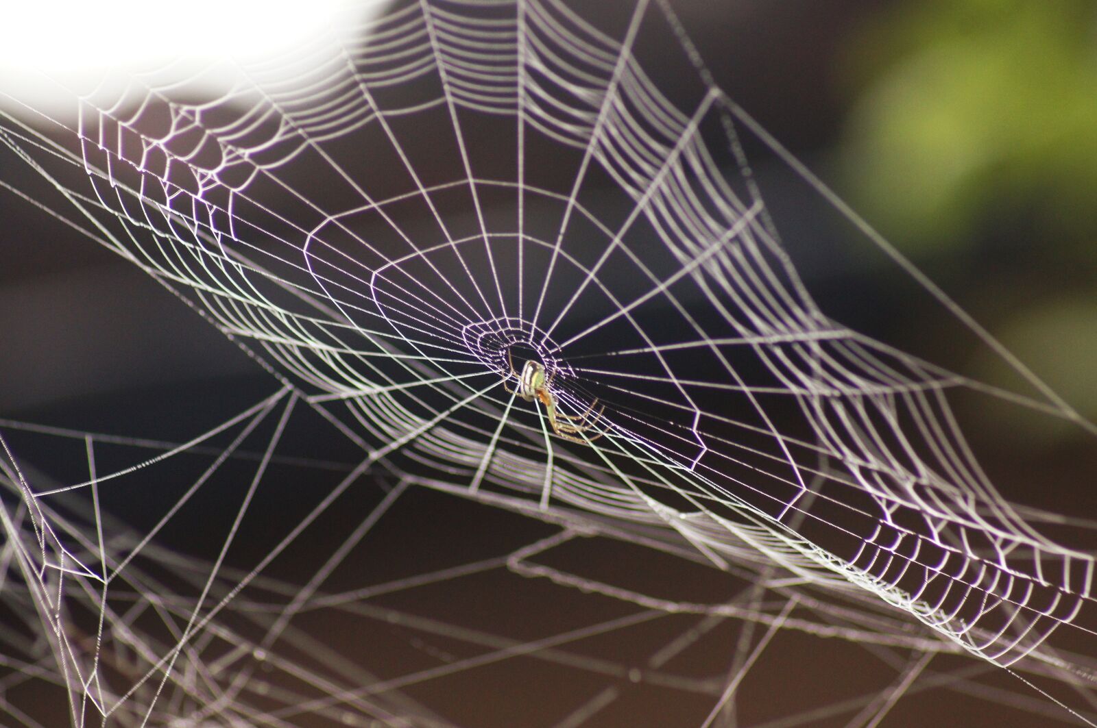 Sony SLT-A55 (SLT-A55V) sample photo. Landscapes, quindio, fauna photography