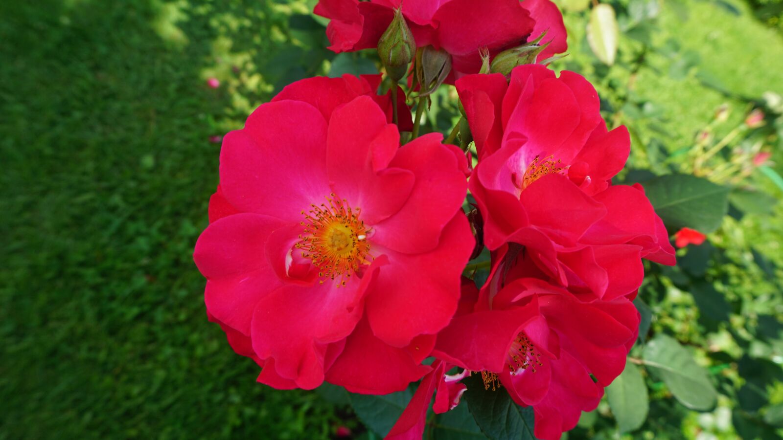 Sony a6000 sample photo. Roses, pink, flower photography
