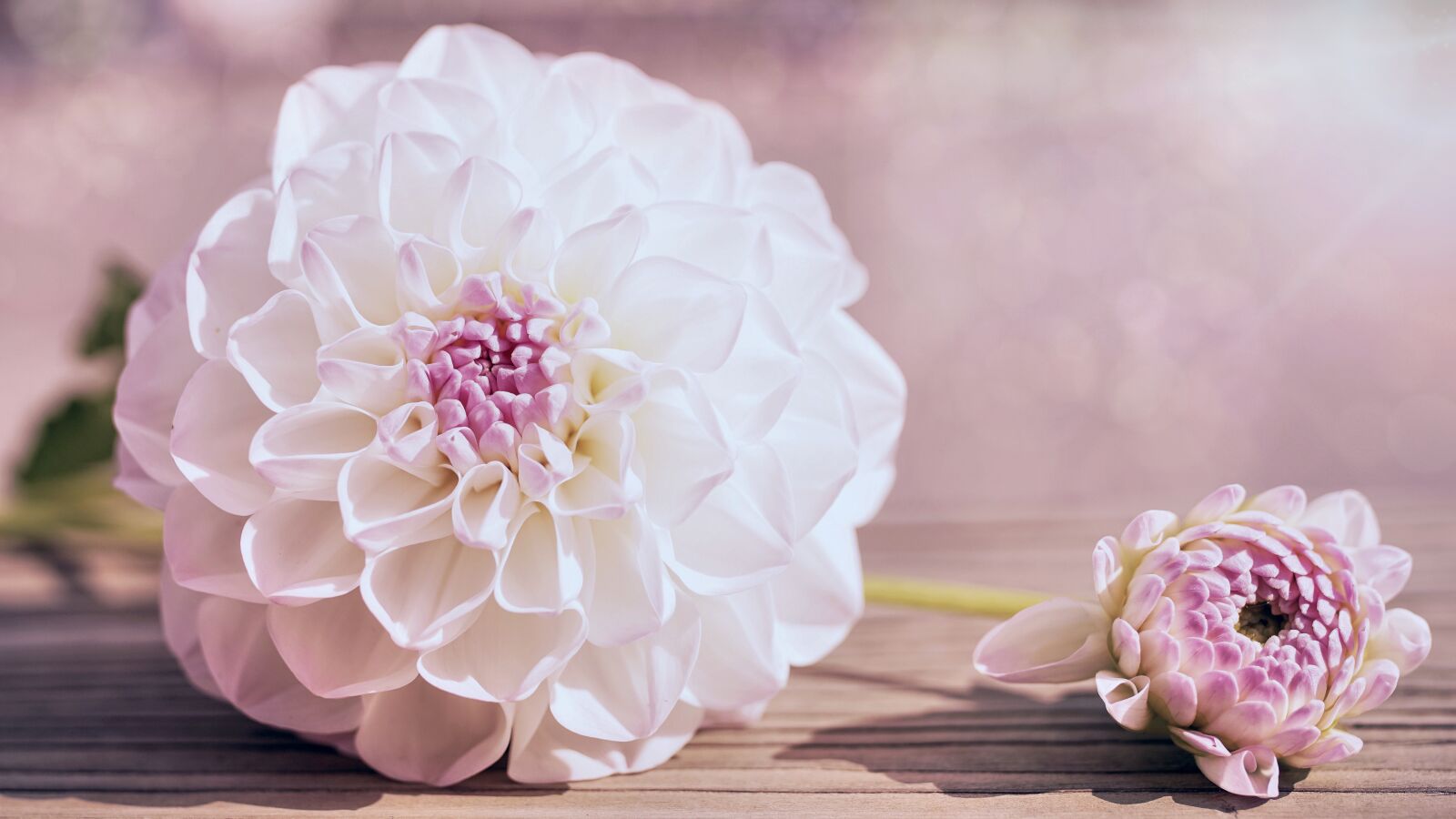 Sony ILCA-77M2 sample photo. Dahlia, flowers, bloom photography