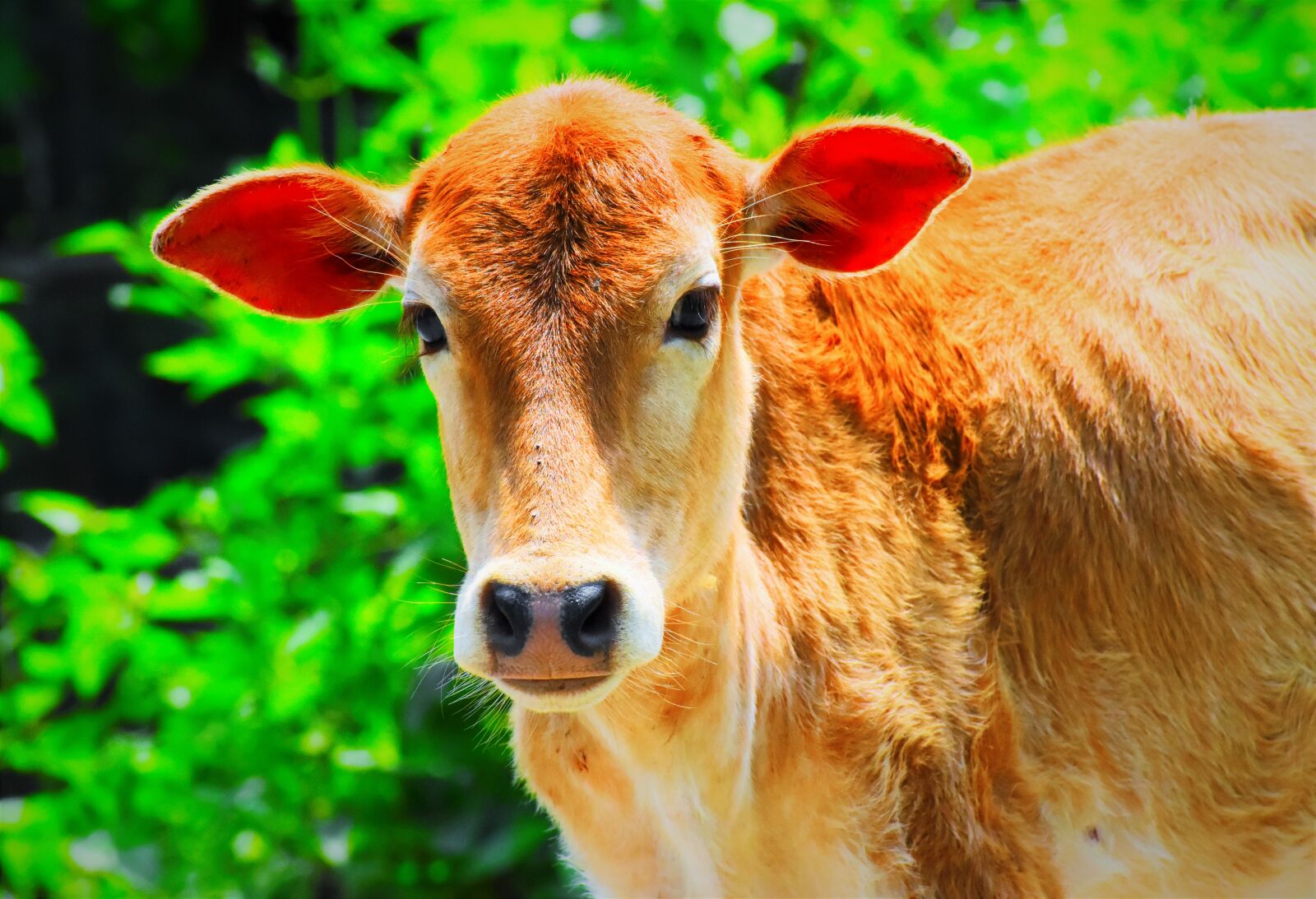 Nikon D5600 sample photo. Animal, nature, grass photography