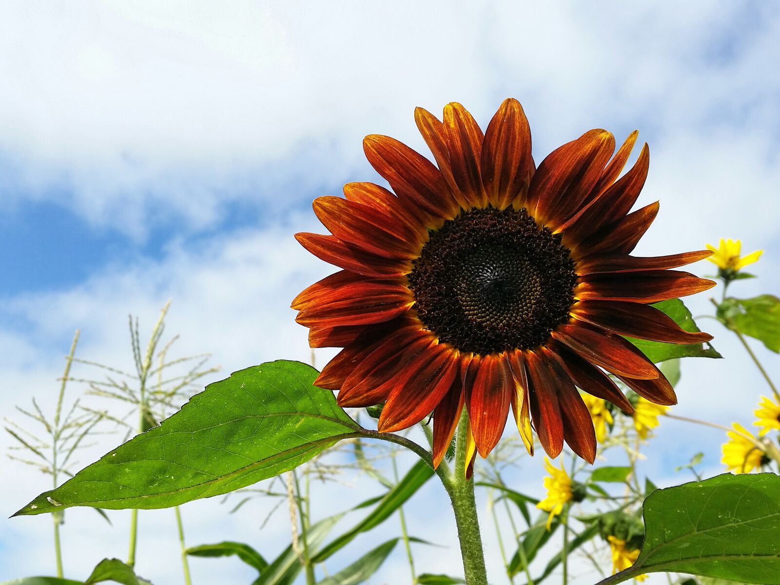 Samsung Galaxy S5 sample photo. Beautiful flowers, california, clouds photography
