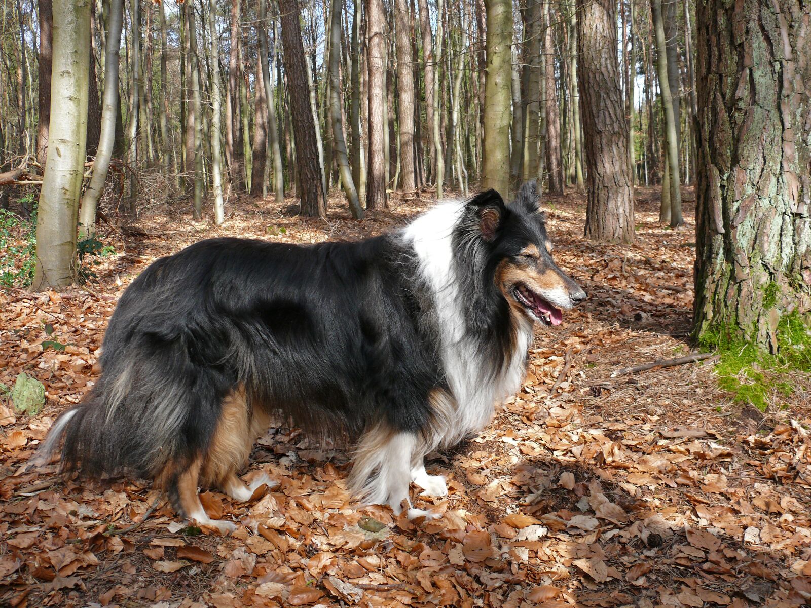 Panasonic DMC-FZ50 sample photo. Collie, dog, purebred dog photography