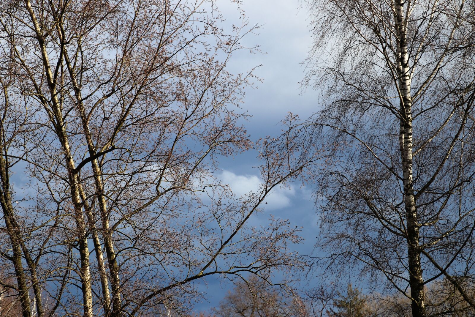 Canon EOS 80D sample photo. Tree, birch, hanging photography