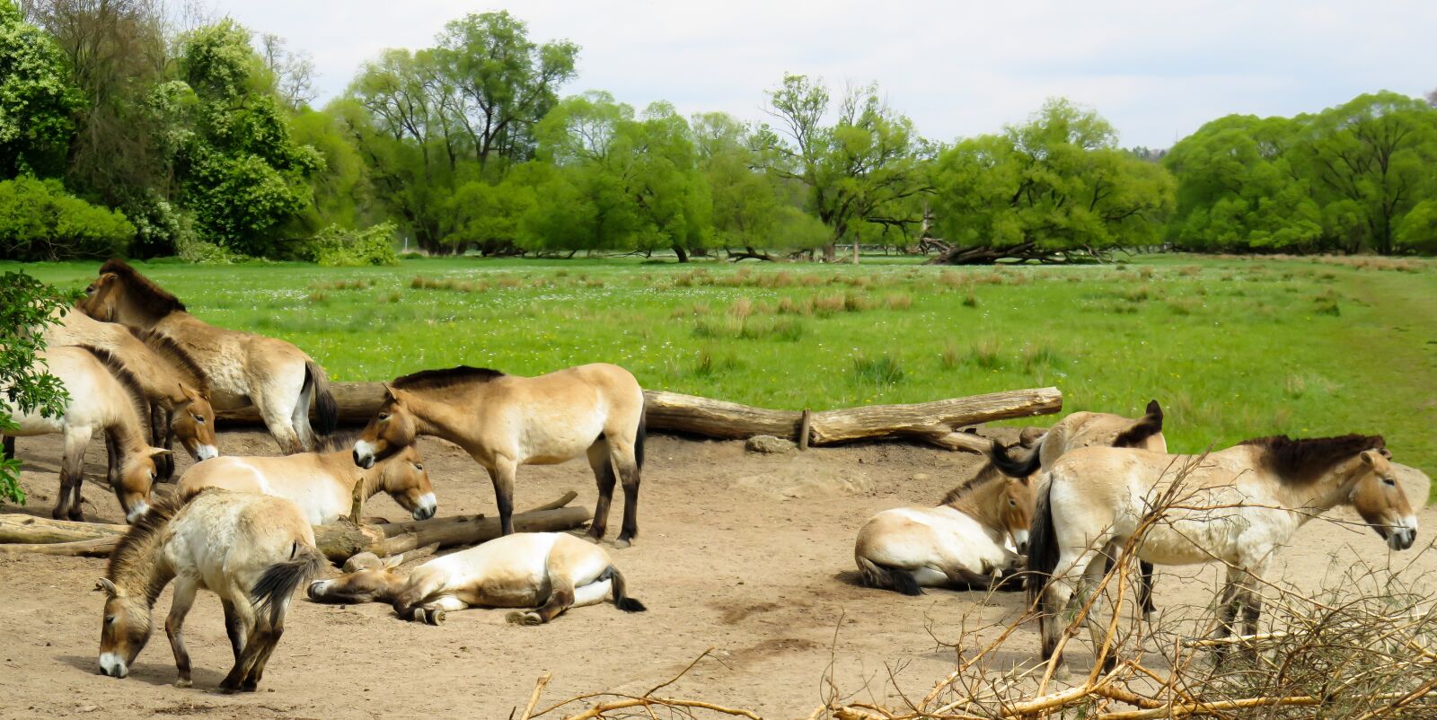 Canon PowerShot SX710 HS sample photo. Animals, horses, wild horses photography
