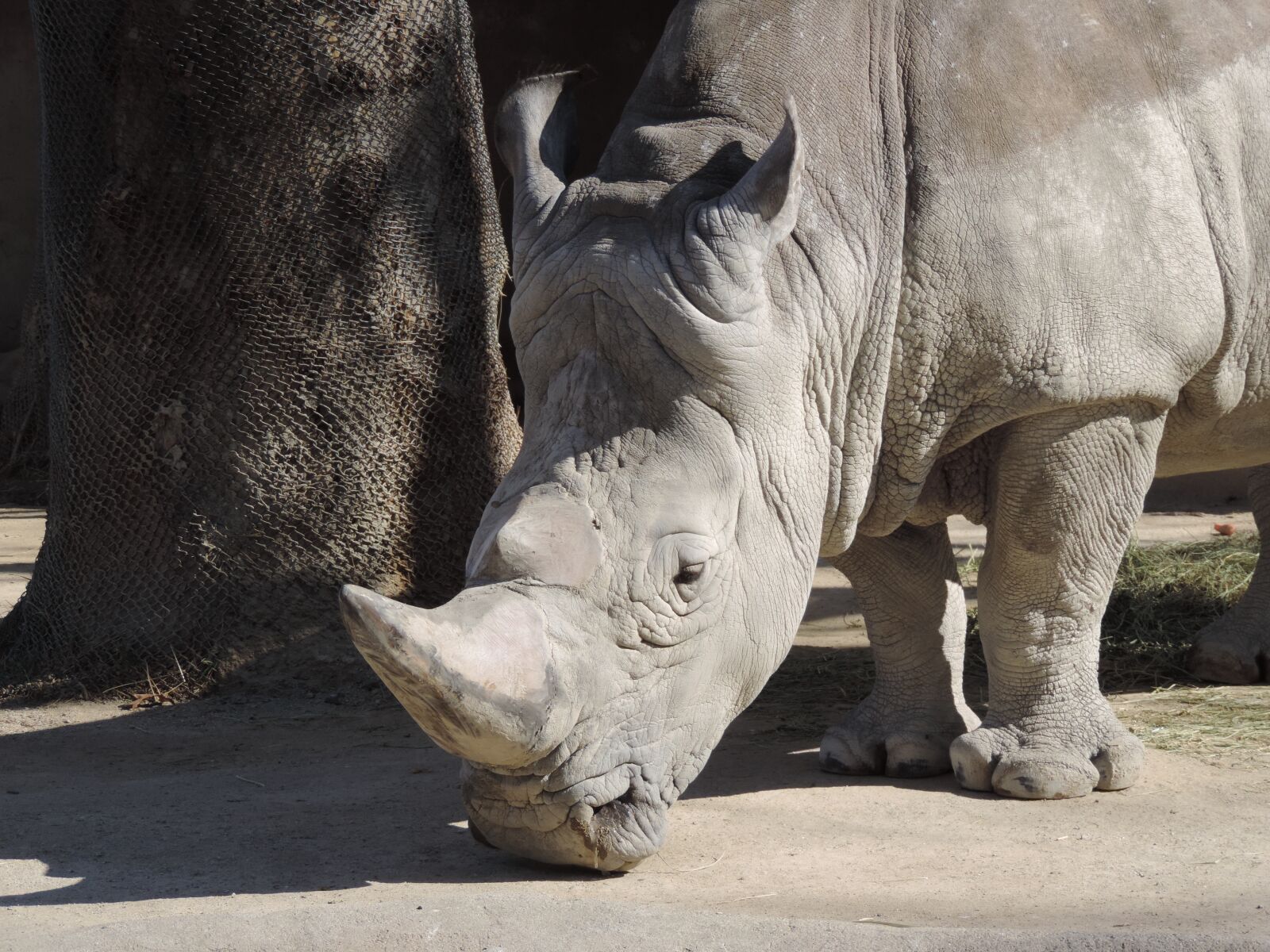 Nikon Coolpix P520 sample photo. Animal, zoo, nature photography